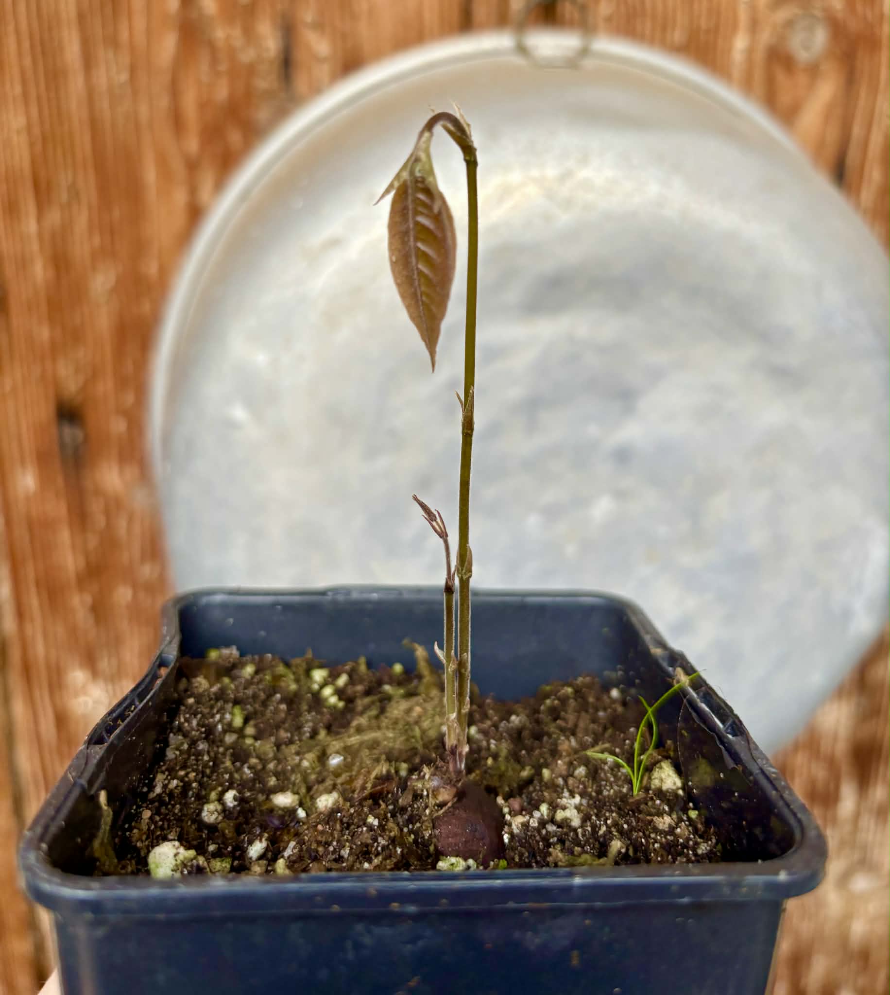 only one plant available - Cambuca var. Duke (Plinia edulis) - 1 potted seedling / 1 getopfter Sämling