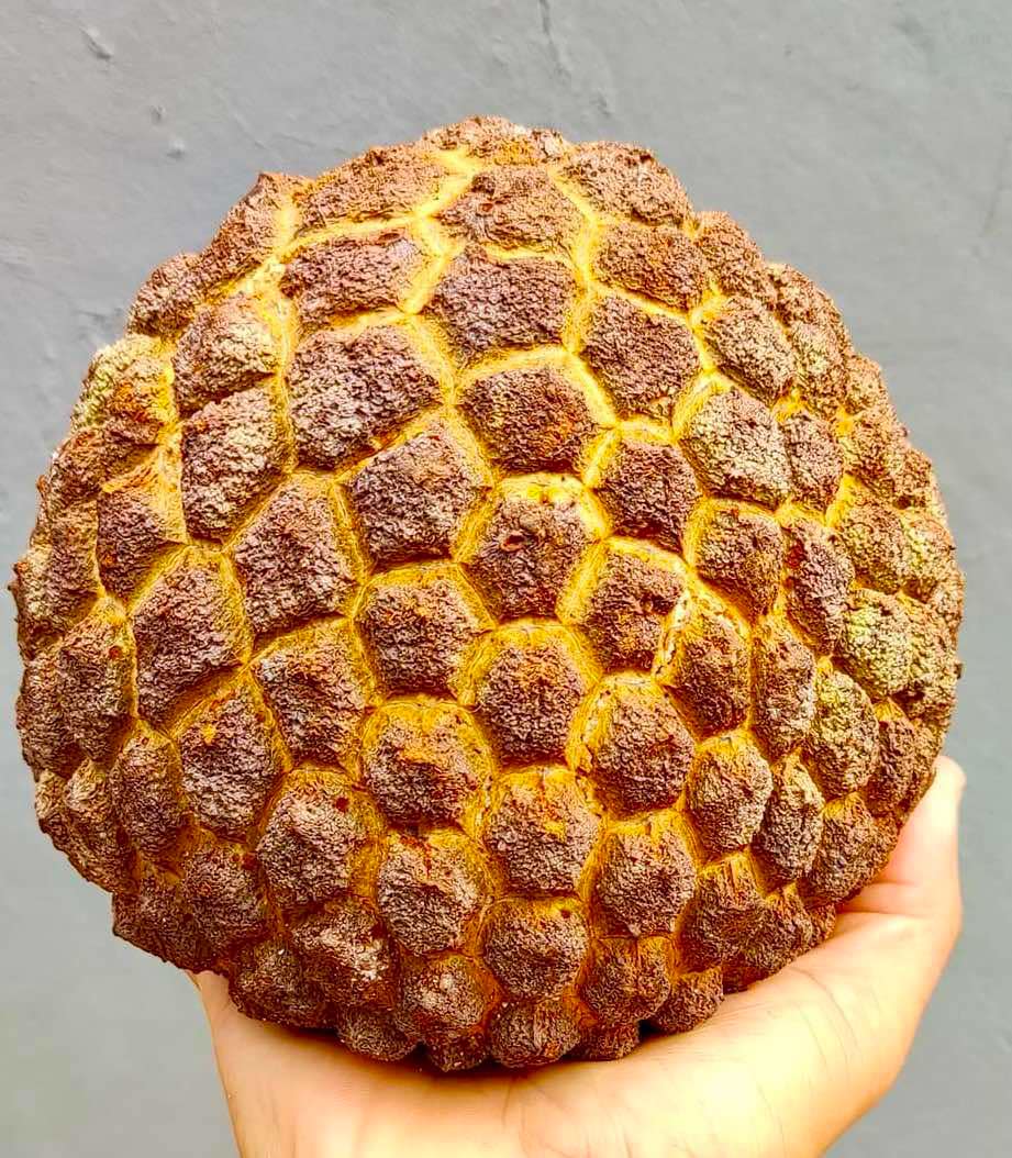 Annona crassiflora - Marolo - 1 fresh seed / 1 frischer Samen