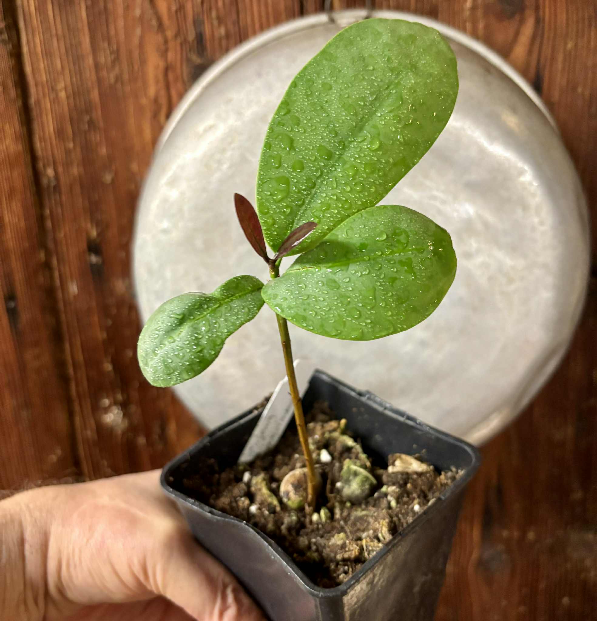 Eugenia itapemirimensis - 1 potted plant / 1 getopfte Pflanze