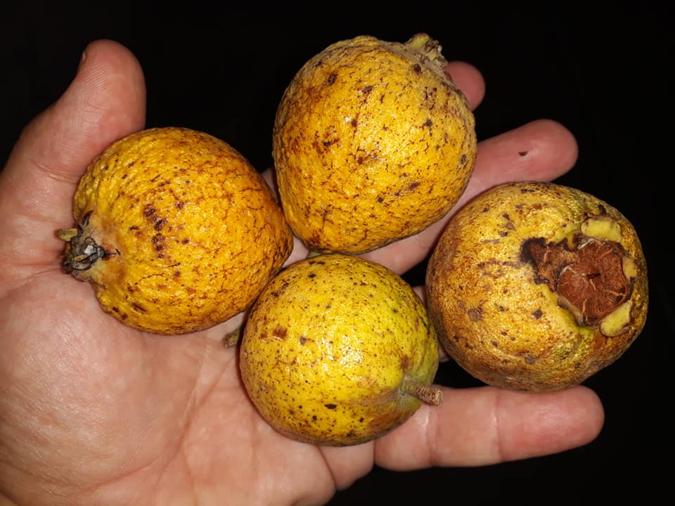 Campomanesia laurifolia -  1 fresh seed / 1 frischer Samen