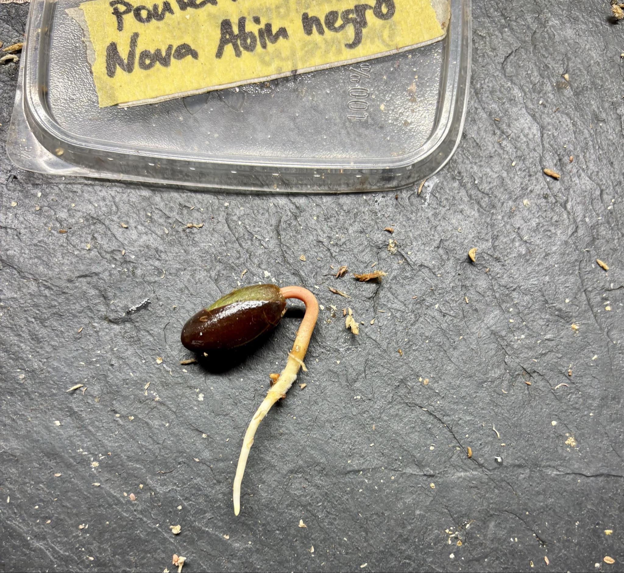 only 1 seed available - Pouteria sp Nova Abiu negro - 1 germinated seed / 1 gekeimter Samen only 1 seed available - Pouteria sp Nova Abiu negro - 1 germinated seed / 1 gekeimter Samen