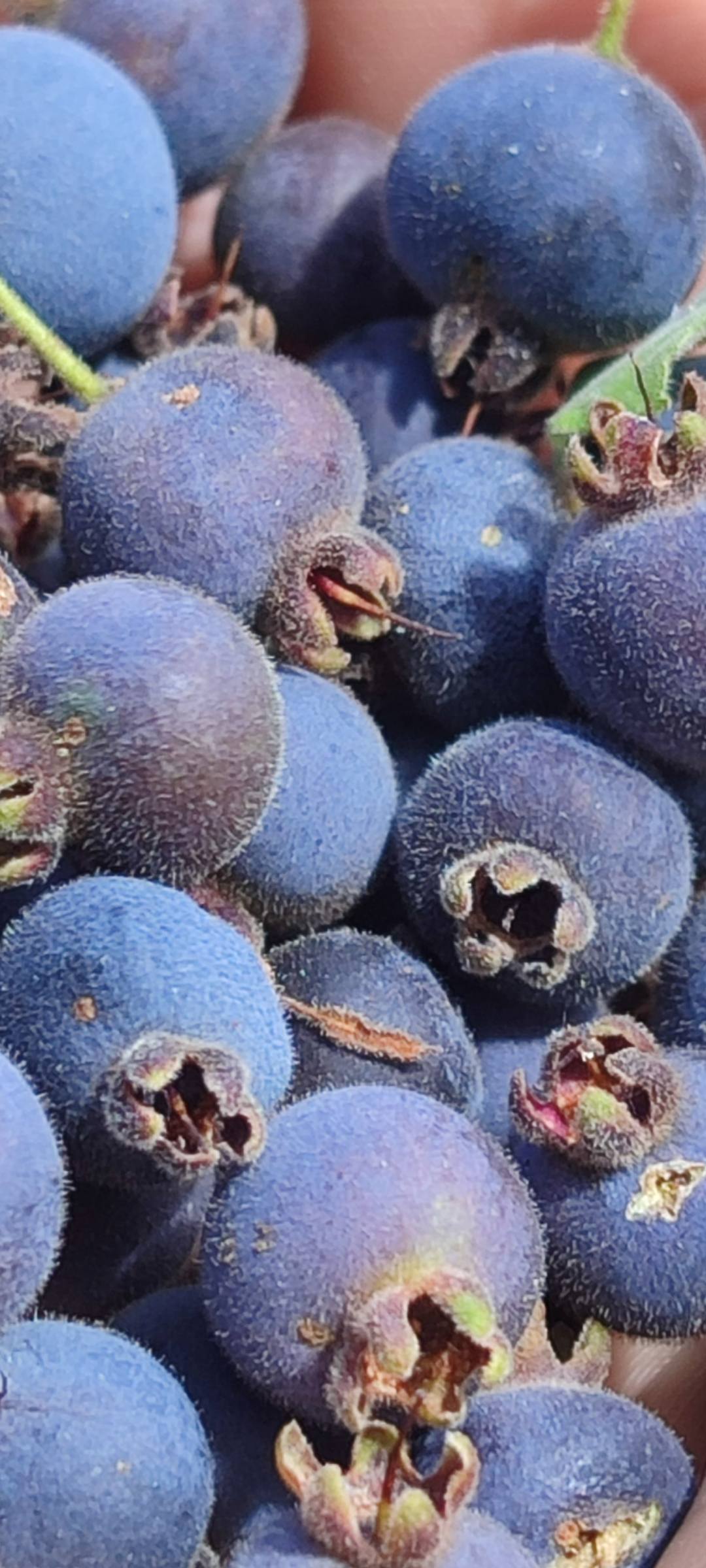 Campomanesia sp purple -  1 fresh seed / 1 frischer Samen