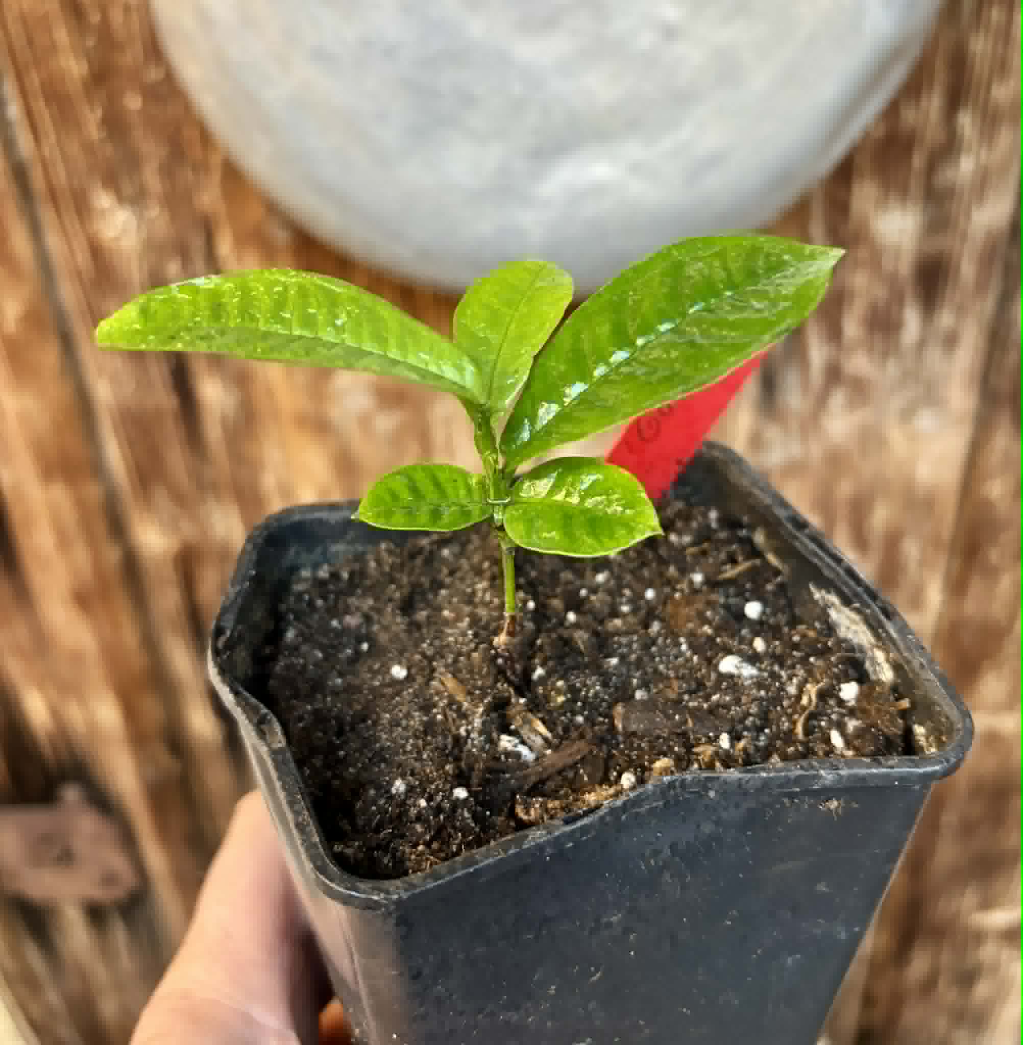 Gowok (Syzygium polycephalum) - 1 potted seedling / 1 getopfter Sämling