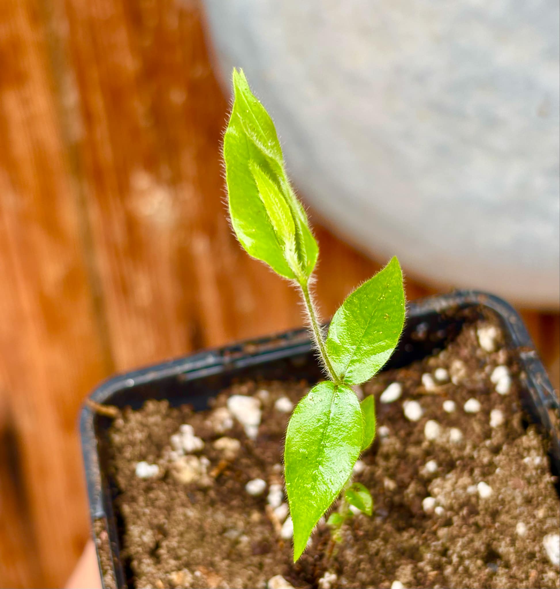 Beach Cambuca (Myrciaria strigipes) - 1 potted seedling / 1 getopfter Sämling
