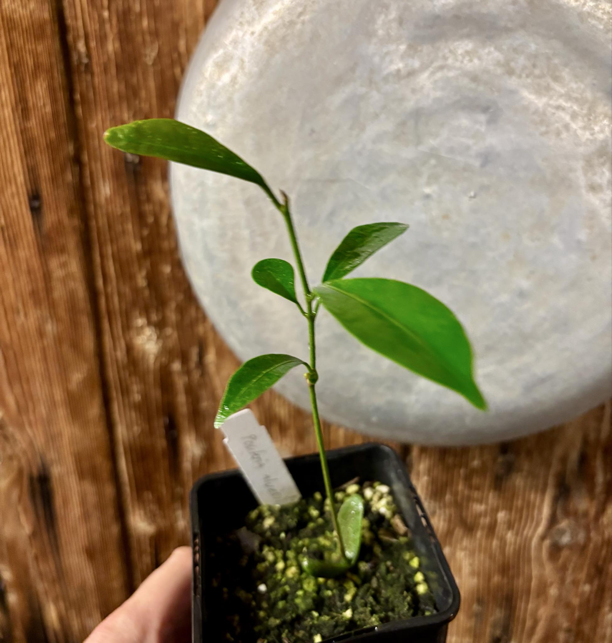 Pouteria alvesii - 1 small potted seedling / 1 kleiner, getopfter Sämling