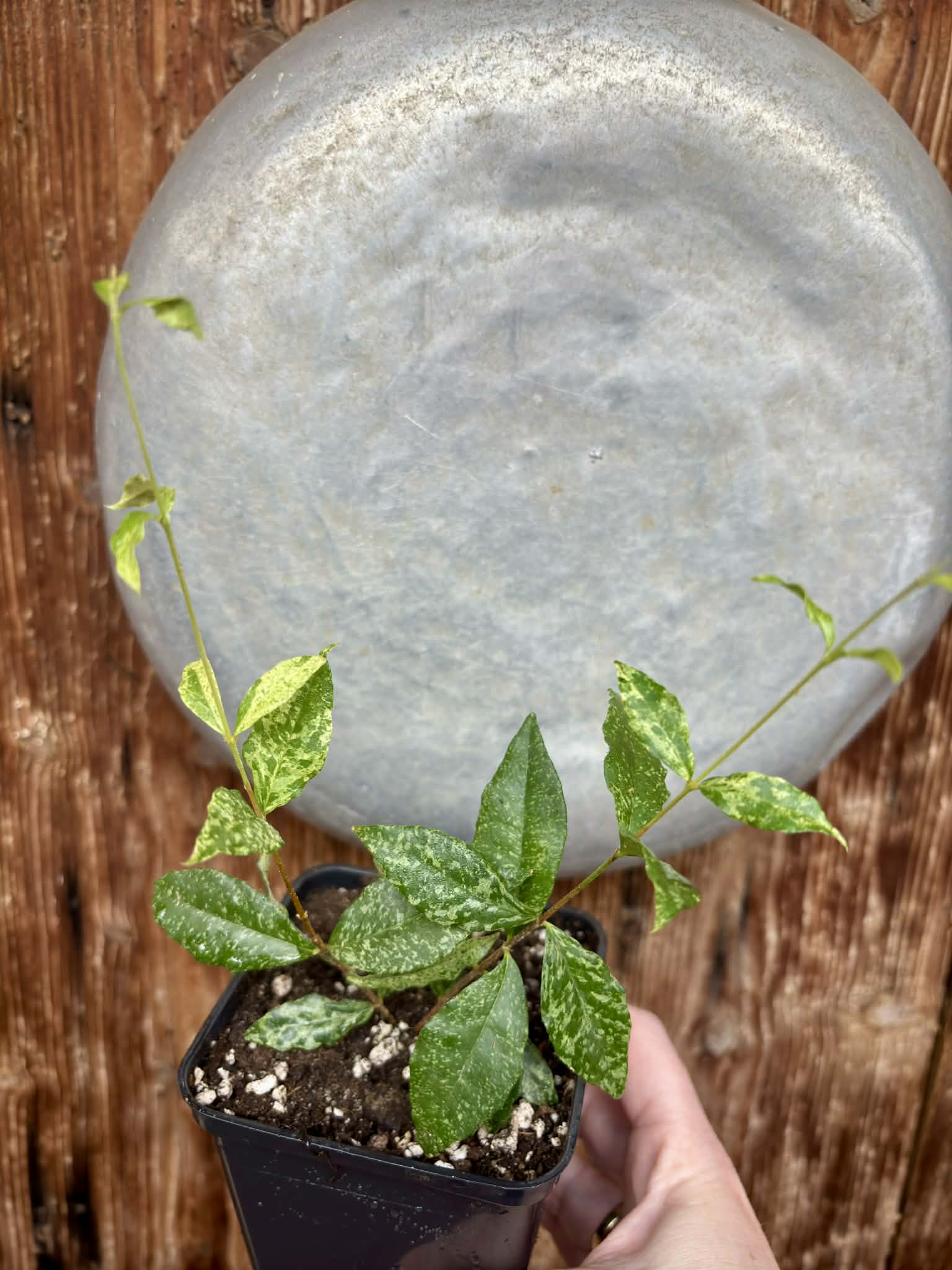 Nr.2 from flowering mother plant - variegated Acerola (Malpighia glabra) - 1 potted rooted cutting / 1 getopfter, bewurzelter Steckling  