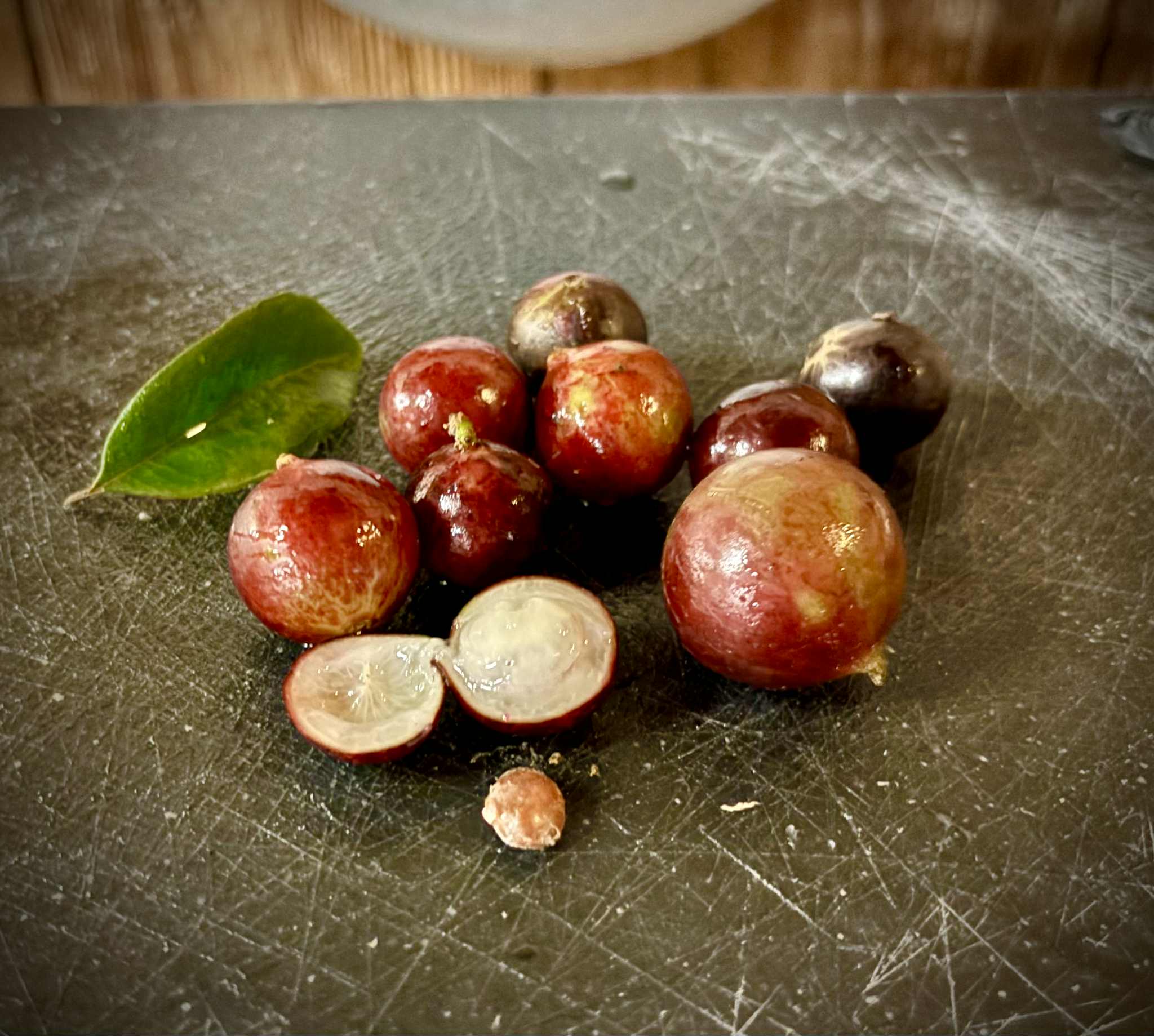 Jaboticaba Escarlate / Scarlet  (Plinia aureana x Red Hybrid) - 1 fresh seed / 1 frischer Samen