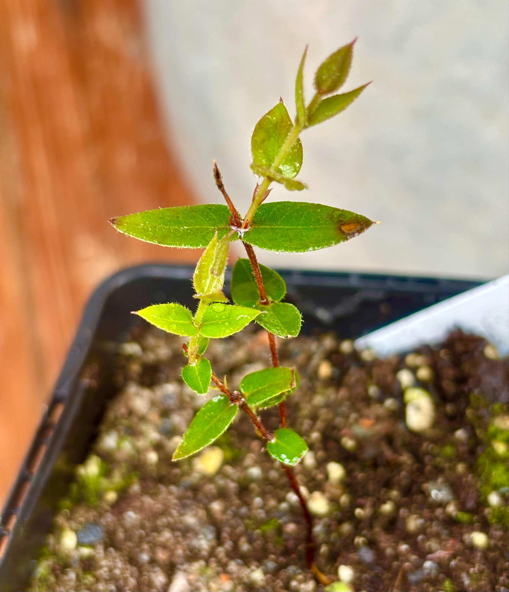 Plinia nana - 1 small potted plant / 1 kleine, getopfte Pflanze