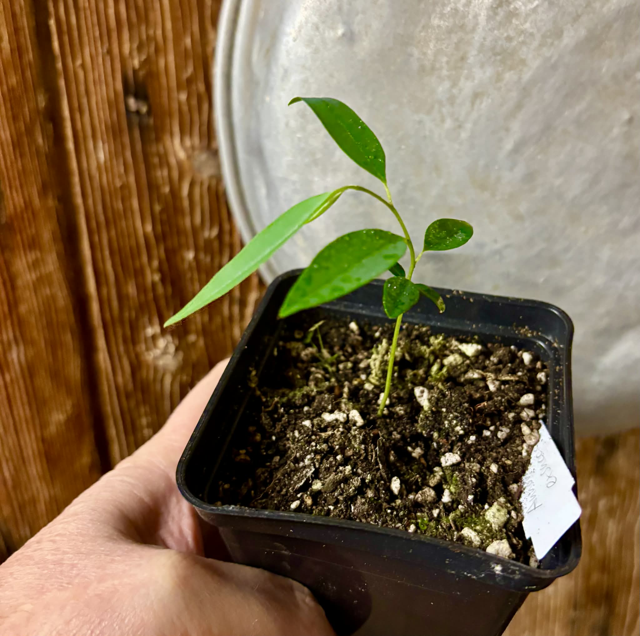 Annona exsucca - 1 potted seedling / 1 getopfter Sämling