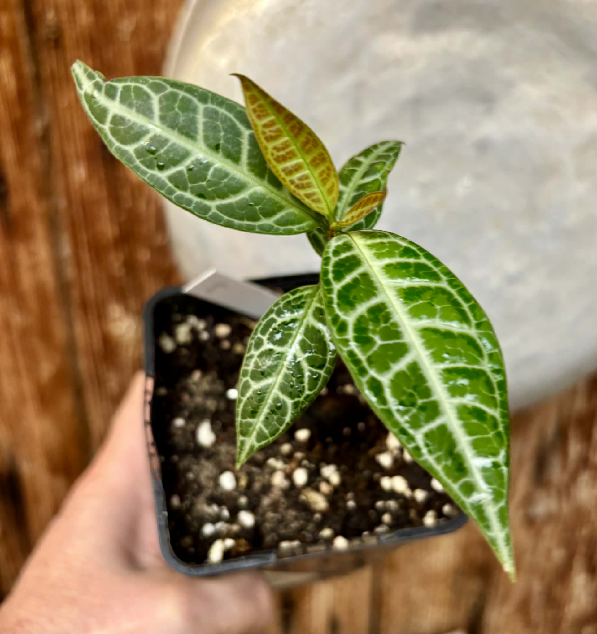 Eugenia sp Labisia Nr. 3 -  1 potted plant / 1 getopfte Pflanze