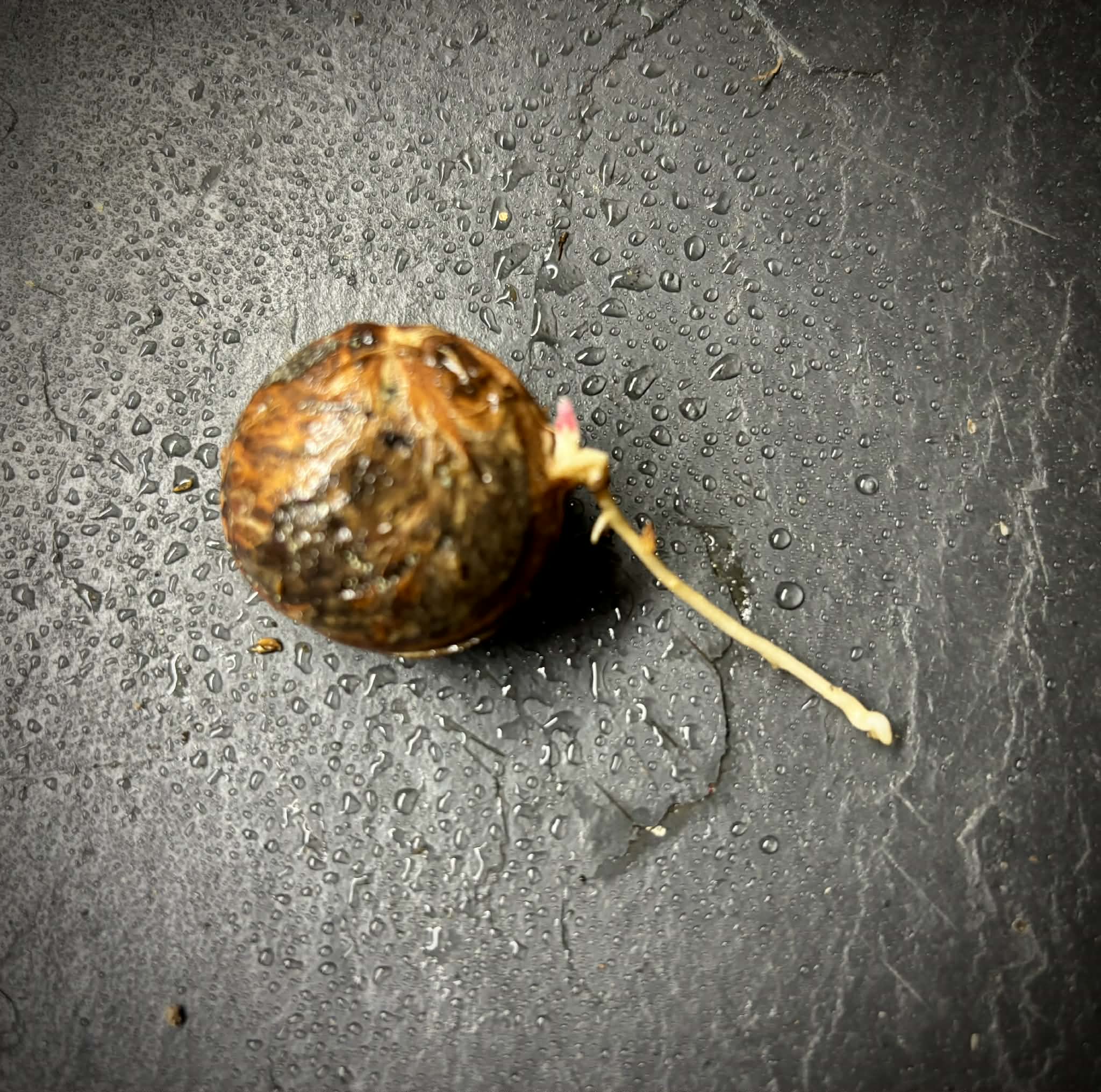 Plinia longiacuminata RED -  1 germinated seed / 1 gekeimter Samen