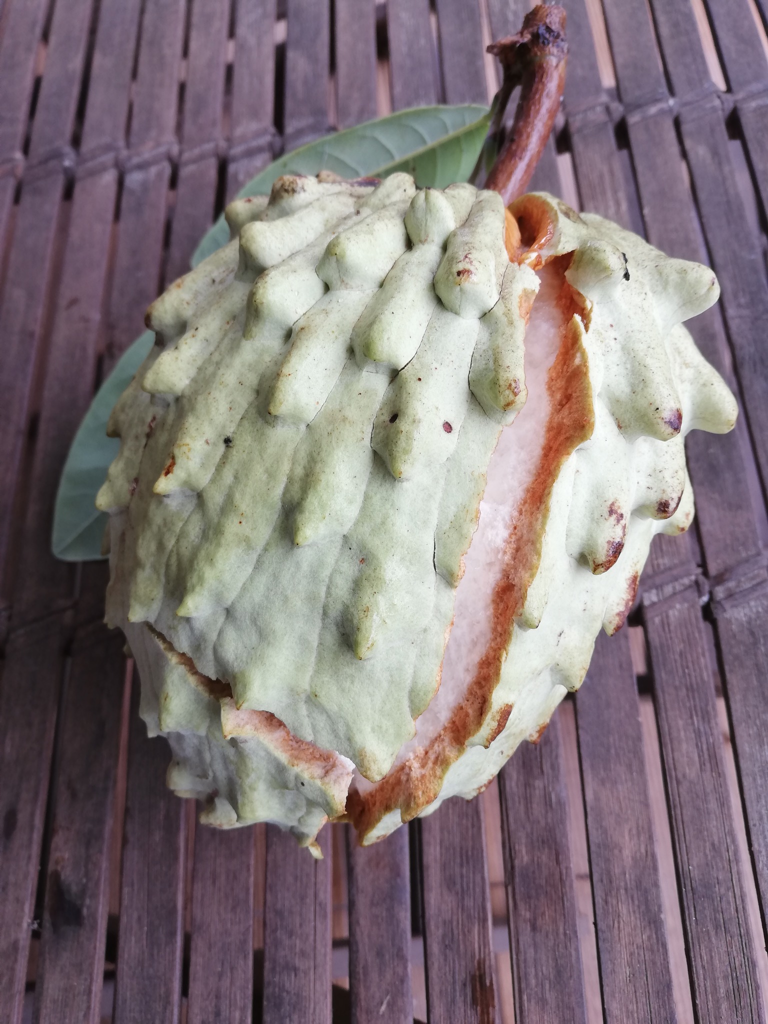 Ilama (Annona macroprophyllata) - 1 fresh seed / 1 frischer Samen