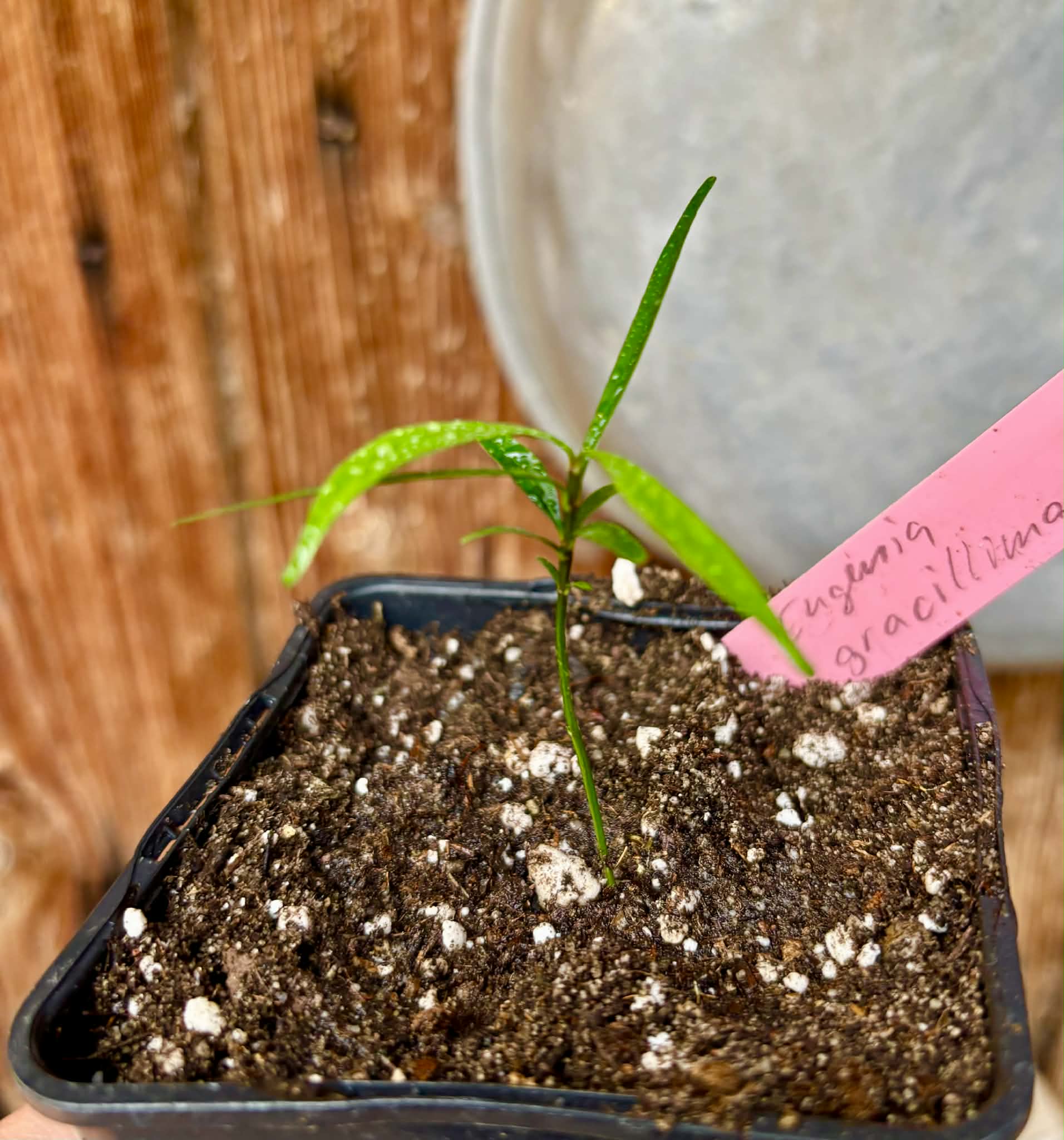Fruto da Murta (Eugenia gracillima) - 1 small potted seedling / 1 kleiner, getopfter Sämling