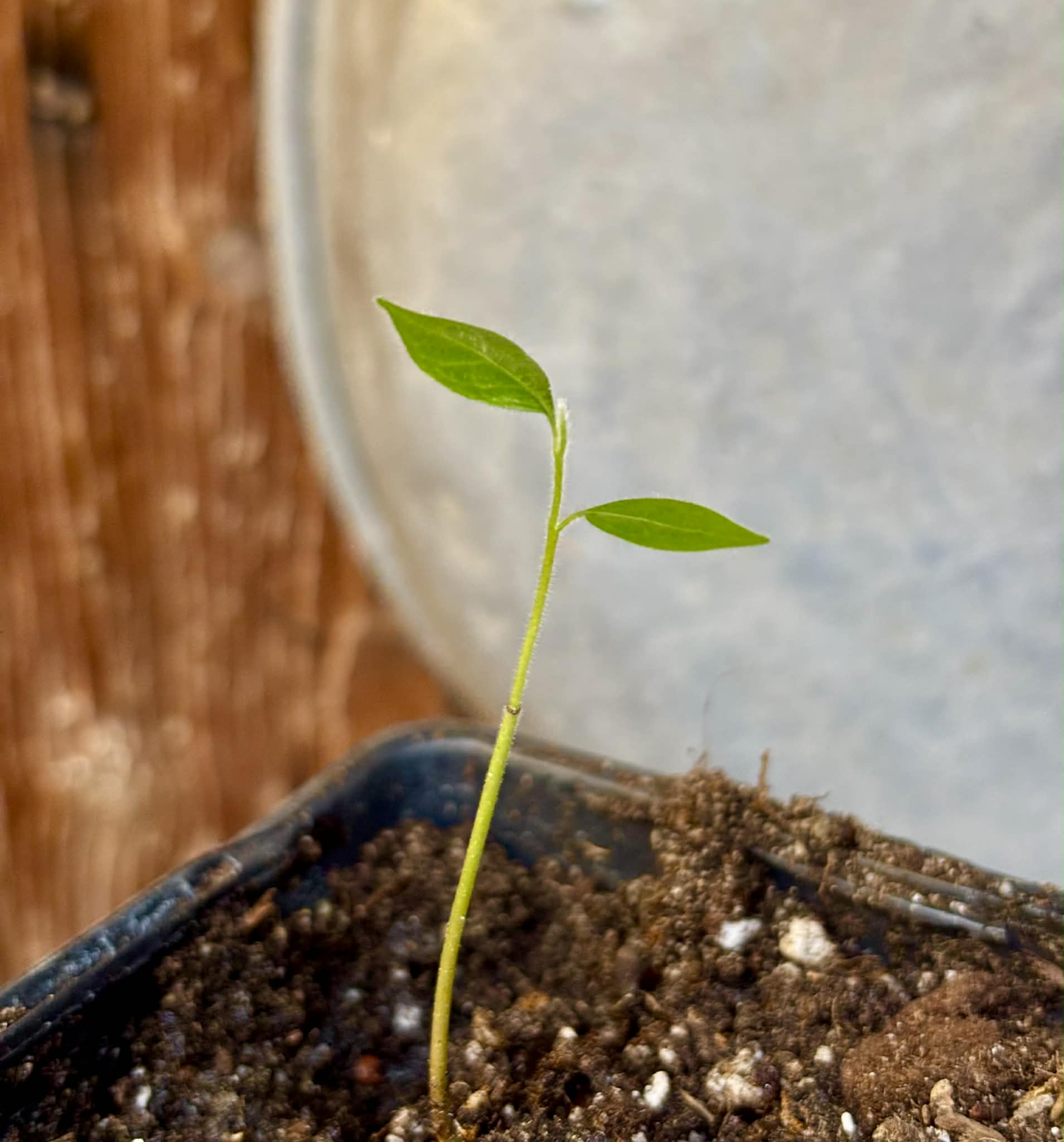 Sapranthus campechianus - 1 potted seedling / 1 getopfter Sämling