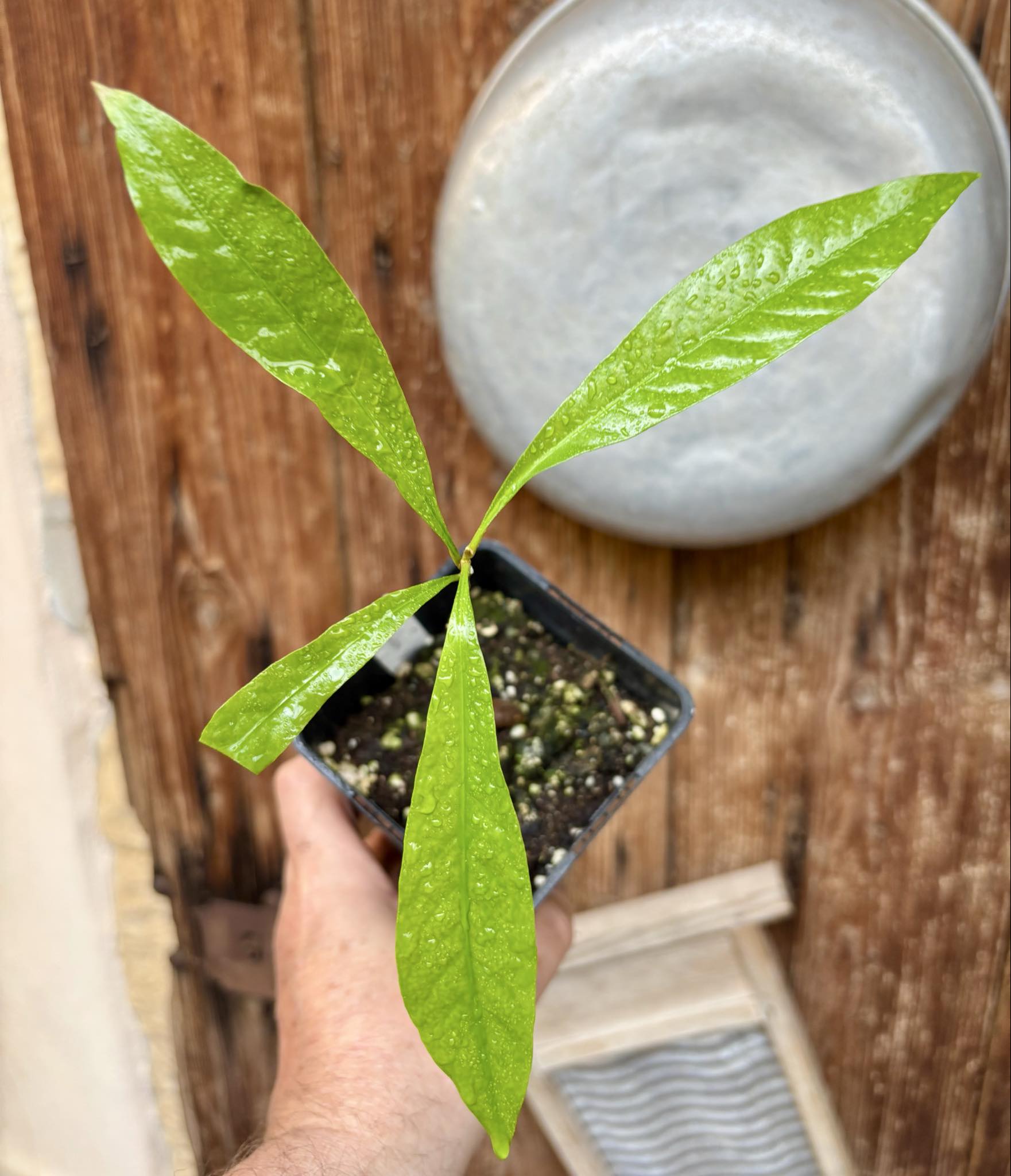 Pouteria sp Ajara - 1 potted plant / 1 getopfte Pflanze