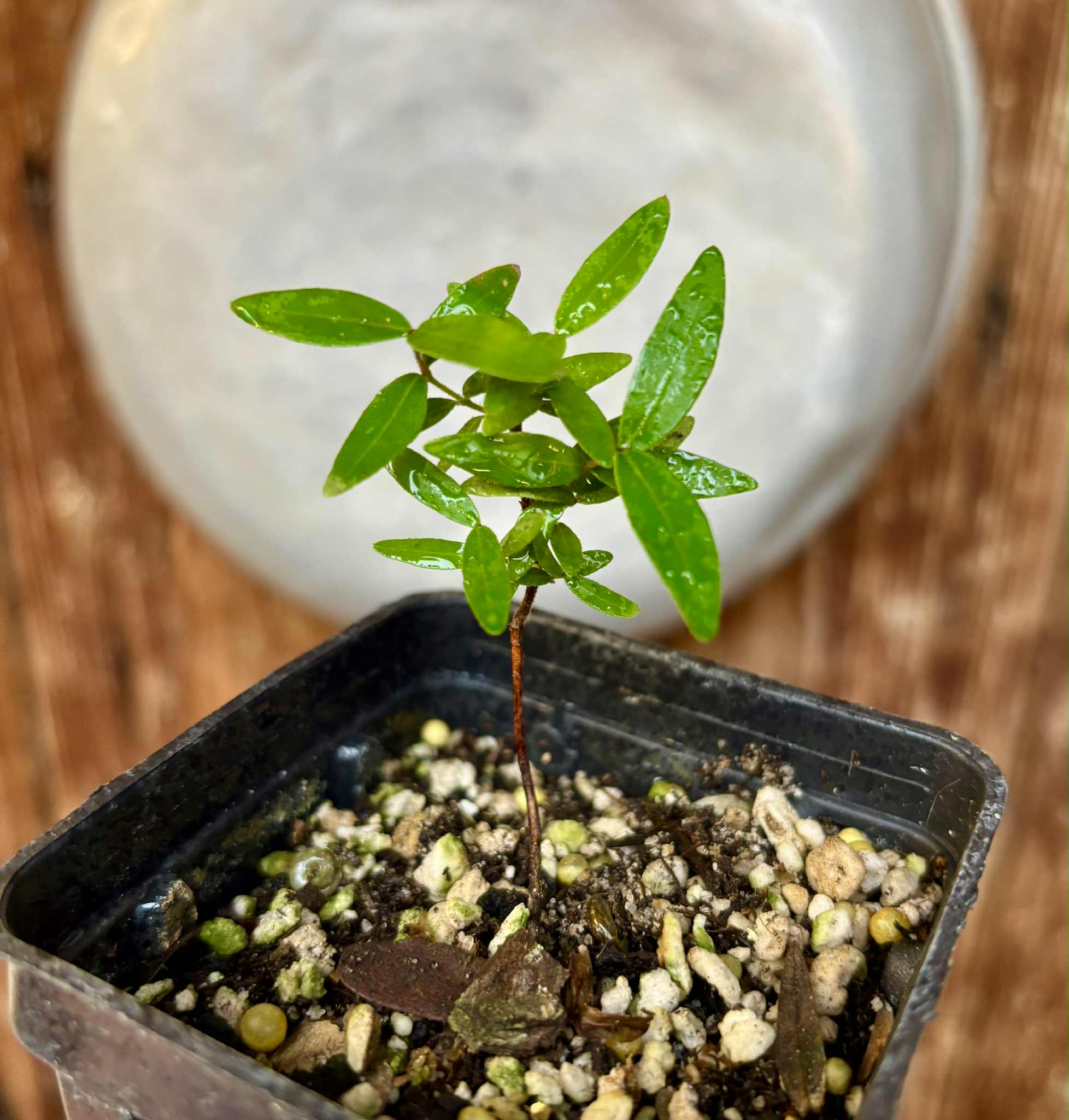 Guamirim amarelo (Calyptranthes sp) - potted plant / getopfte Pflanze