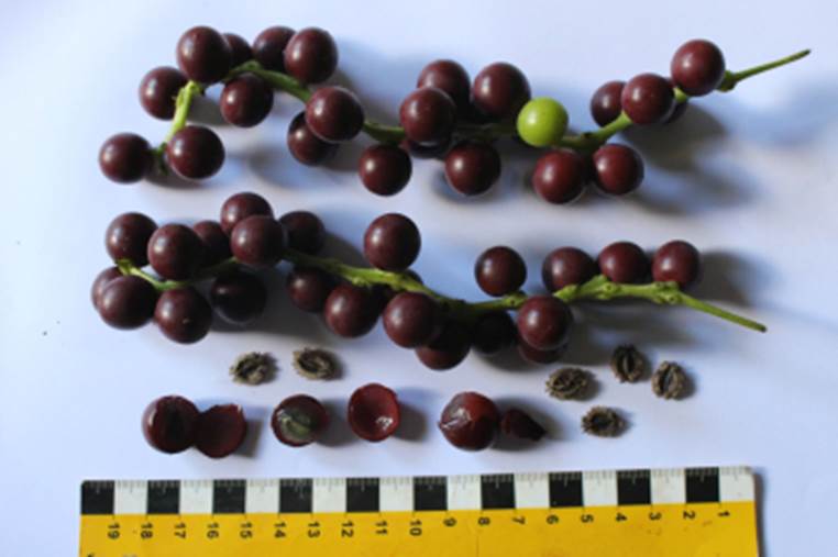 Uva do Mato Escarlate (Disciphania ernstii) -  1 fresh potted seedling / 1 frisch getopfter Sämling