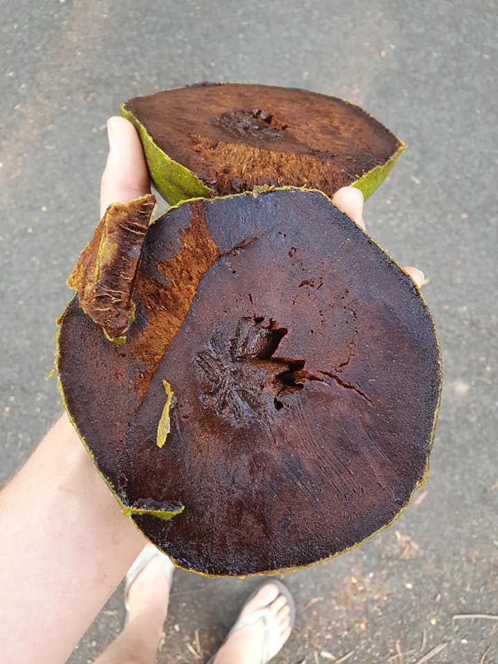 Diospyros nigra - Black Sapote - 1 potted plant / 1 getopfte Pflanze 1.25m 