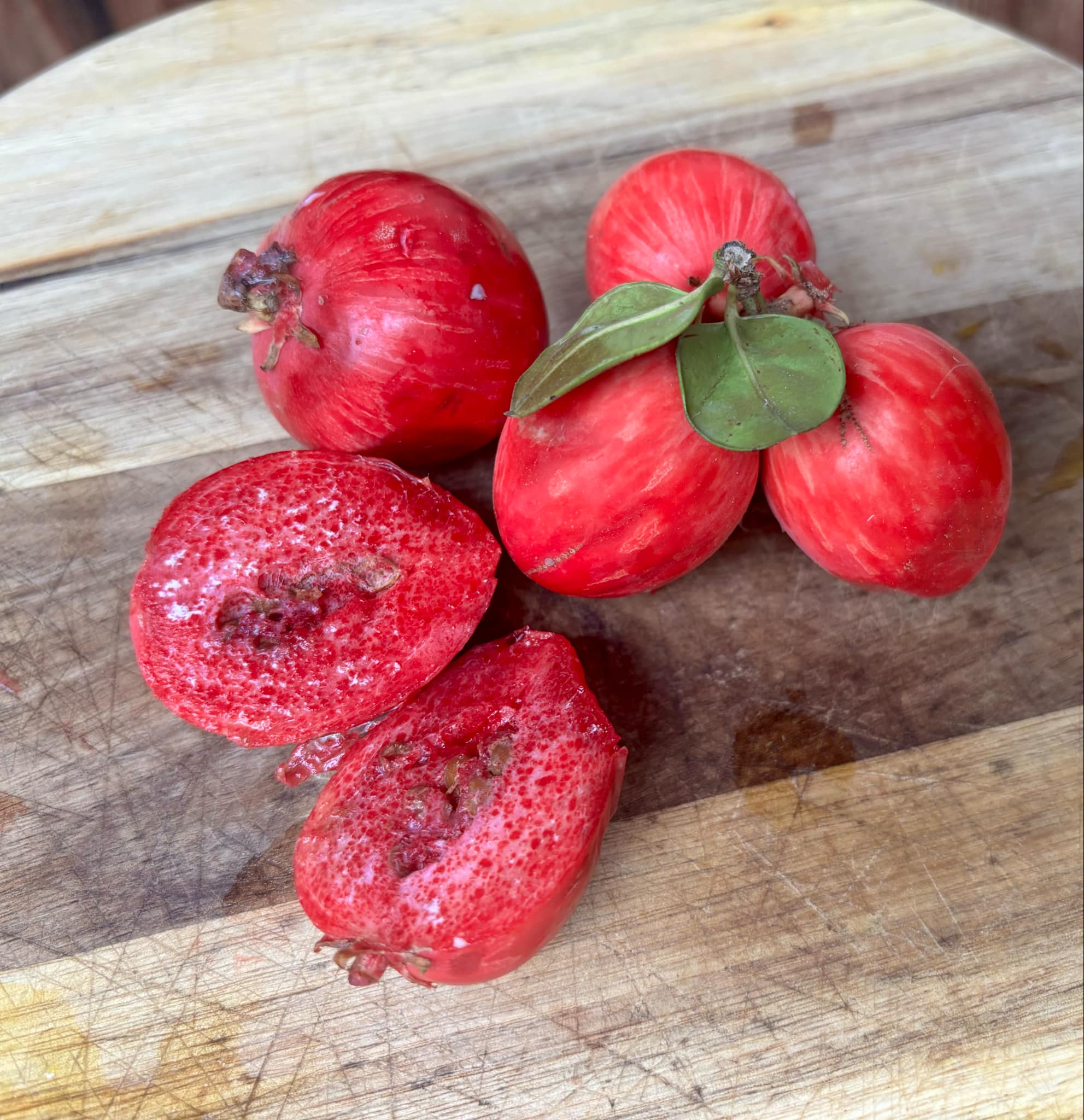 Carissa macrocarpa - Natal Plum - 3 fresh seeds / 3 frische Samen