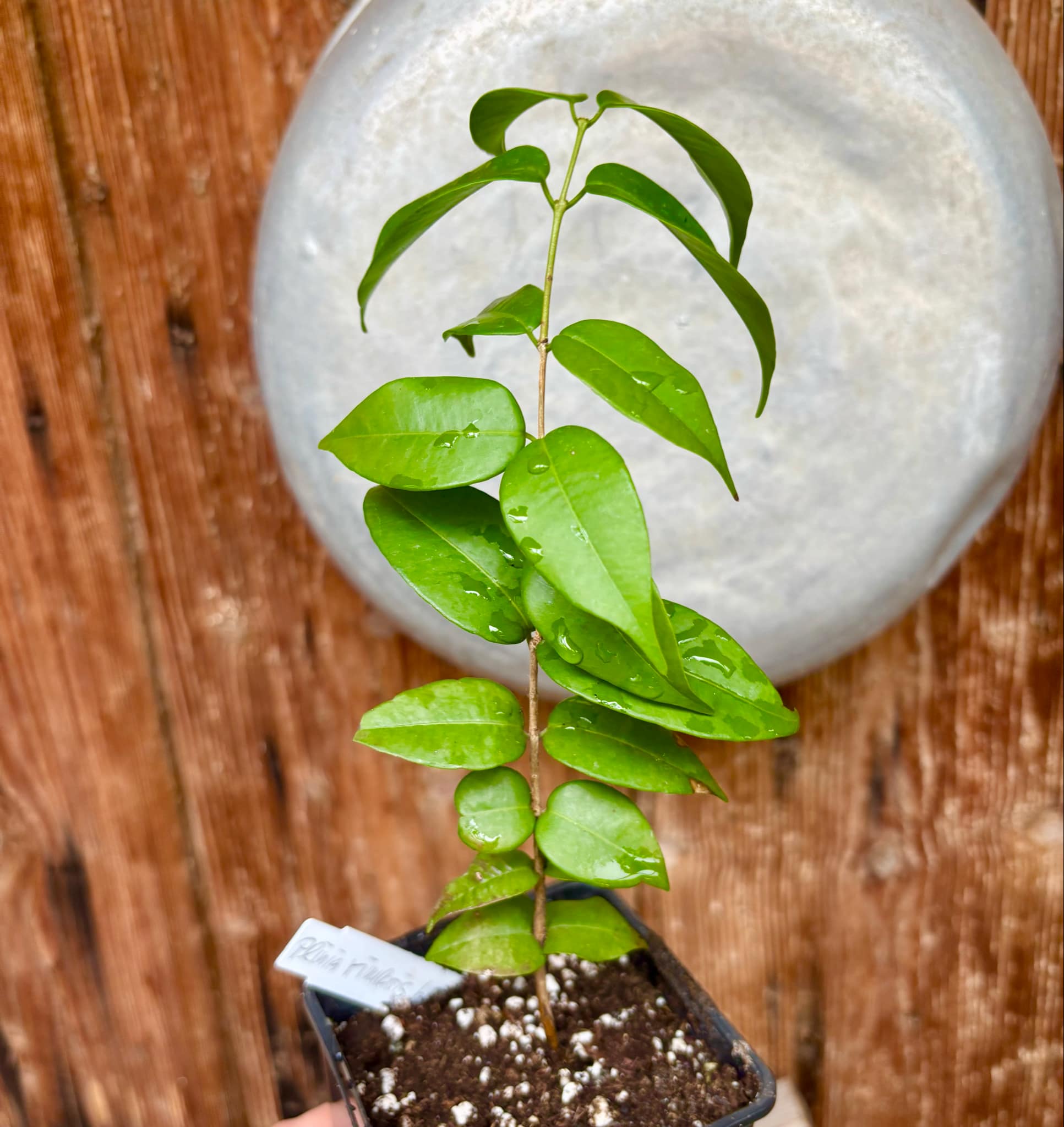 over 2 years old - Plinia rivularis - 1 potted plant / 1 getopfte Pflanze
