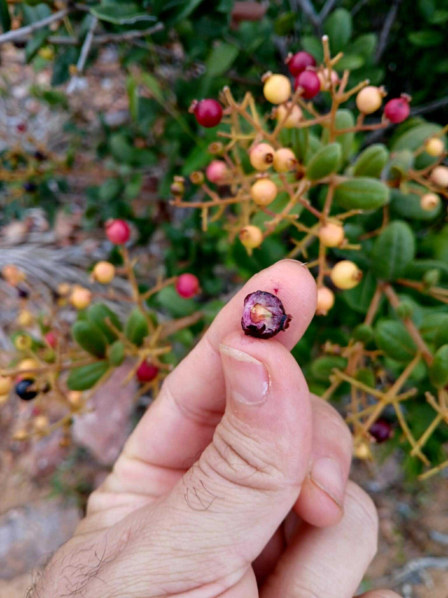Myrcia sp Diamantina -  1 germinated seed / 1 gekeimter Samen
