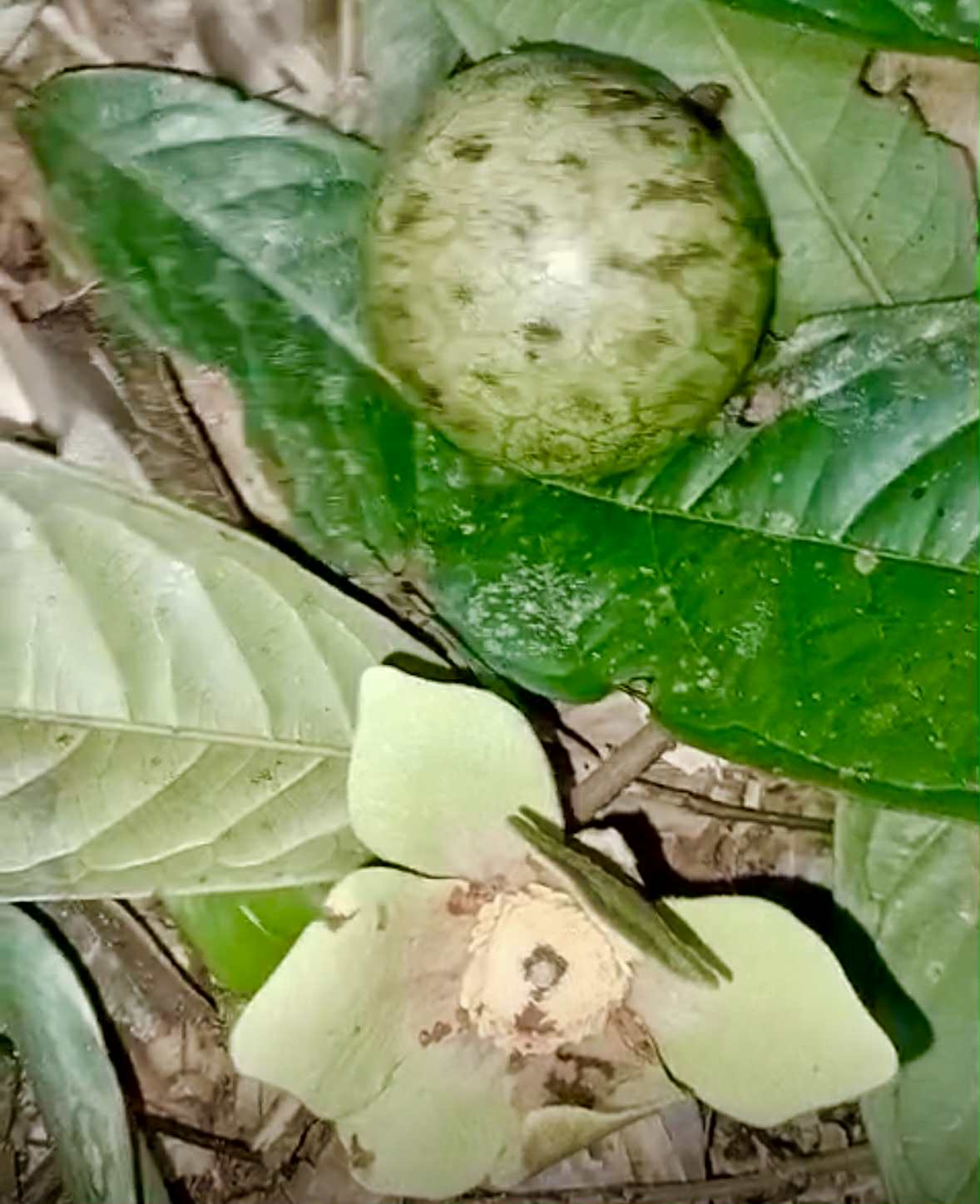 Fusea longifolia - 1 fresh seed / 1 frischer Samen