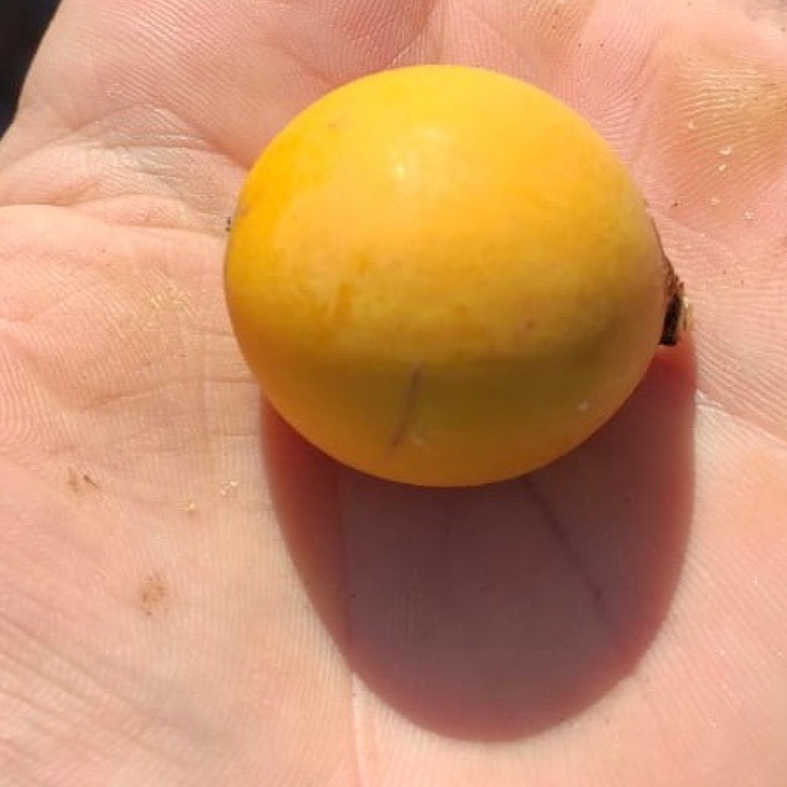 Coite de Leite (Pouteria nordestinensis) 1 seedling / 1 Sämling