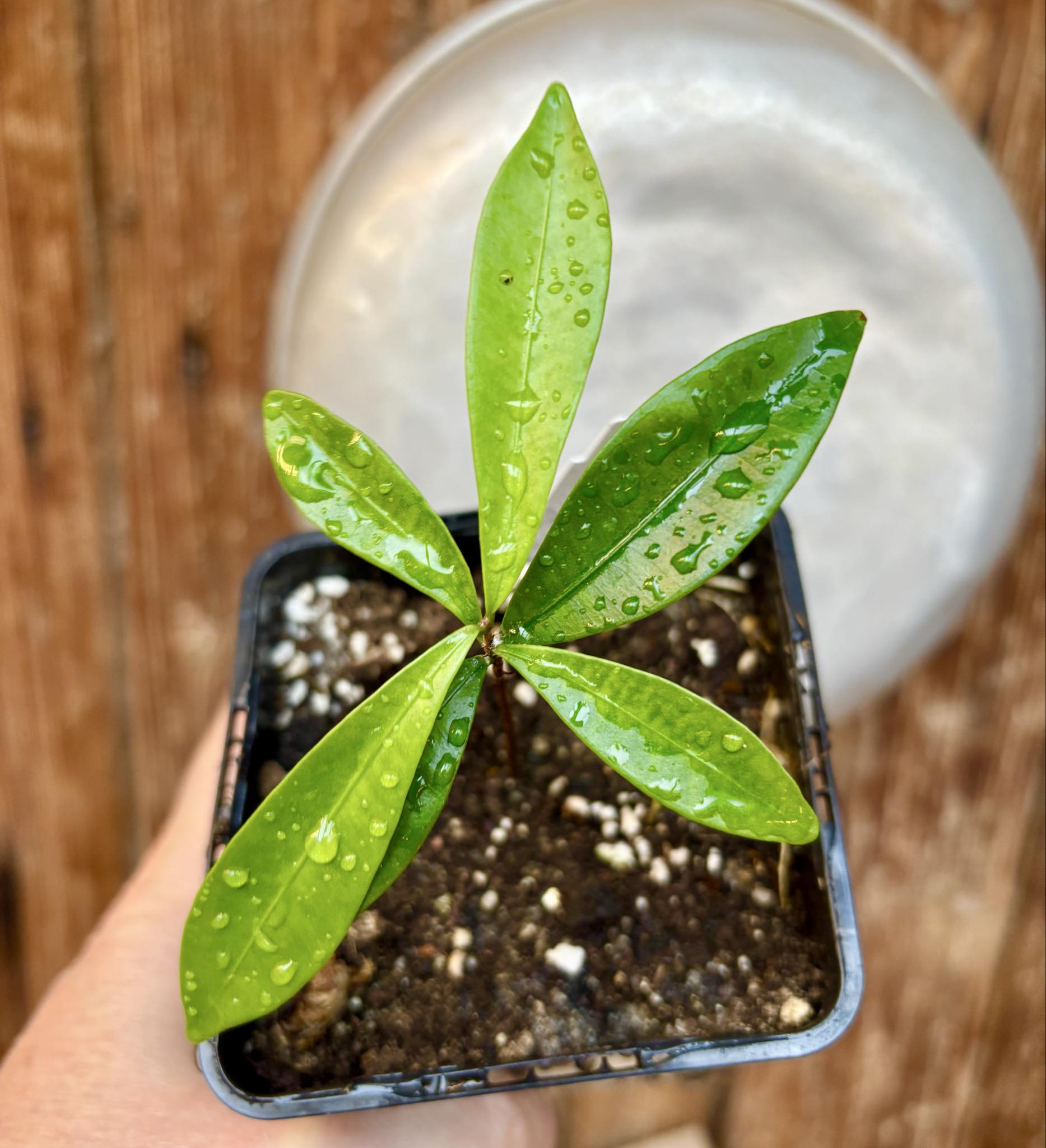 Eugenia sp Batinga Verdadeira -  1 potted plant / 1 getopfte Pflanze