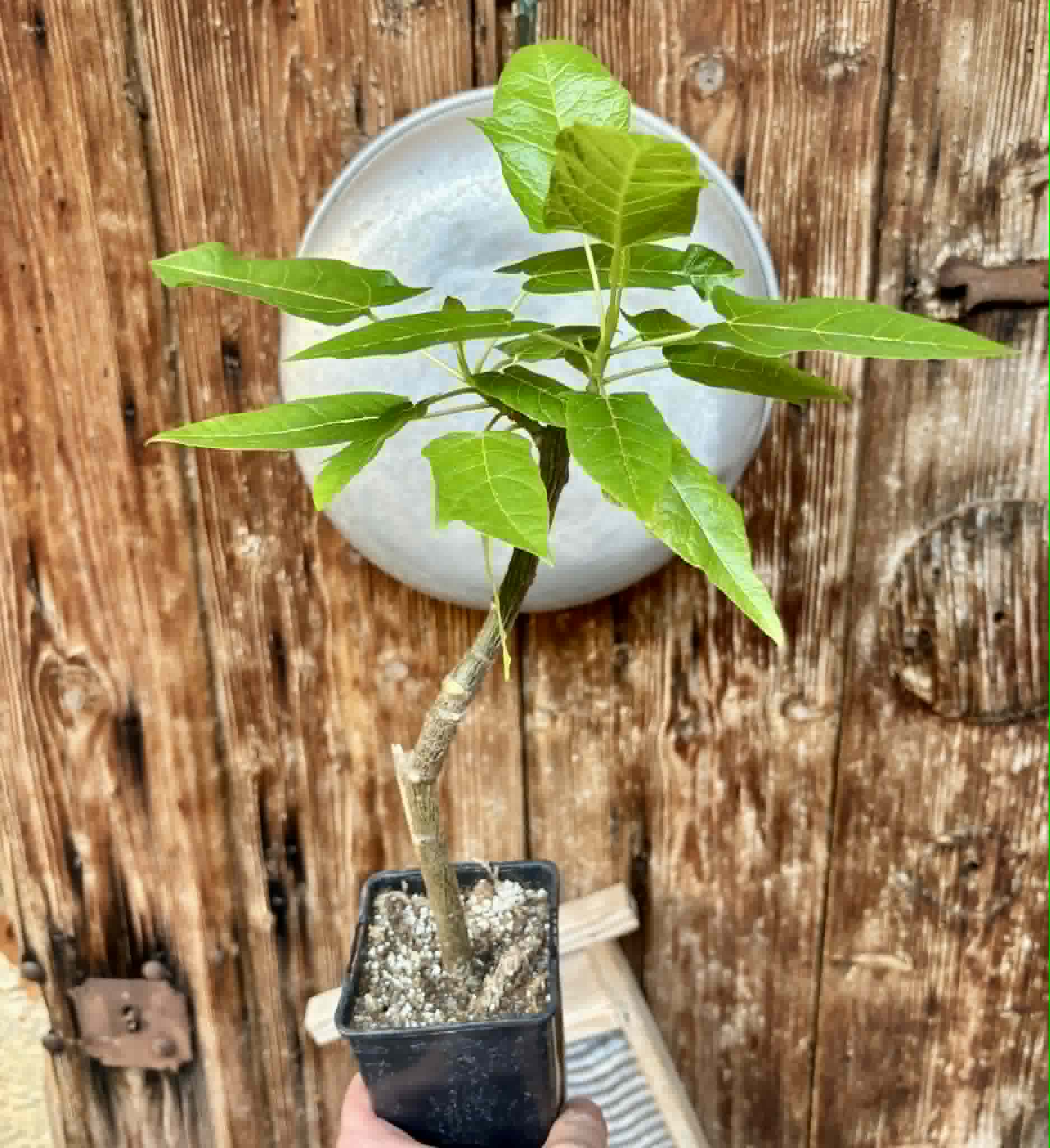 rooted cutting - Oak Leaf Papaya (Vasconcellea quercifolia) - 1 potted plant / 1 getopfte Pflanze