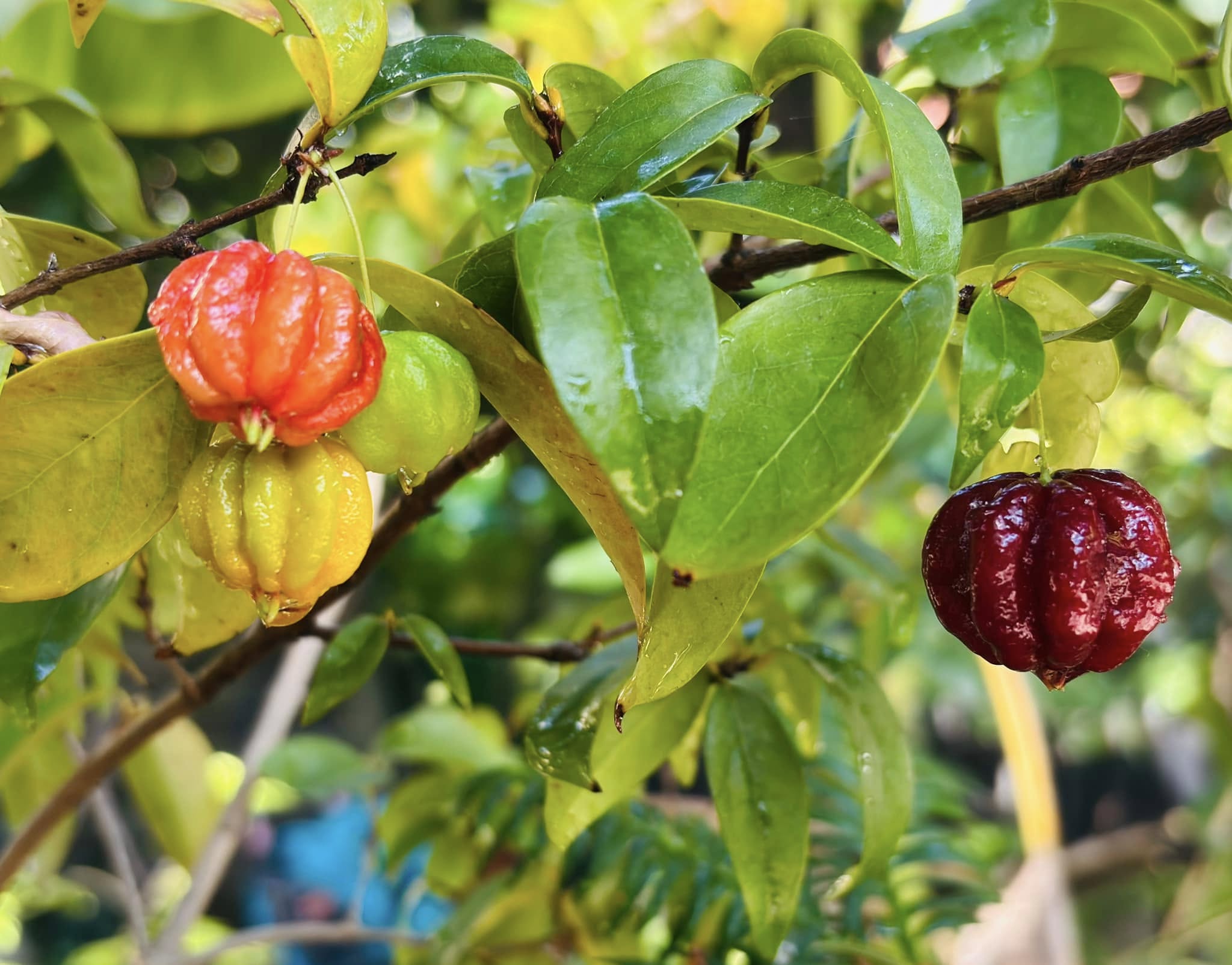 10 years old - many fruits every year - Eugenia uniflora var. Tutti Colore  - 1 plant / 1 Pflanze