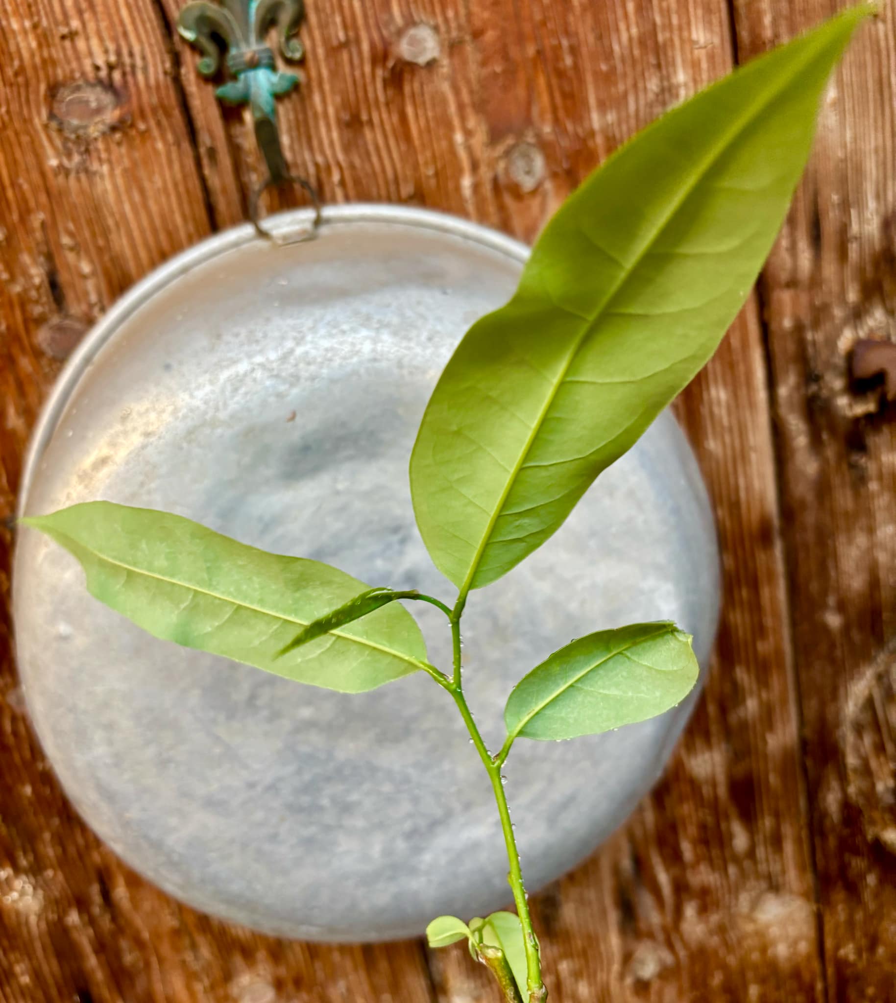 Annona nitida - 1 potted plant / 1 getopfte Pflanze Annona nitida - 1 potted plant / 1 getopfte Pflanze