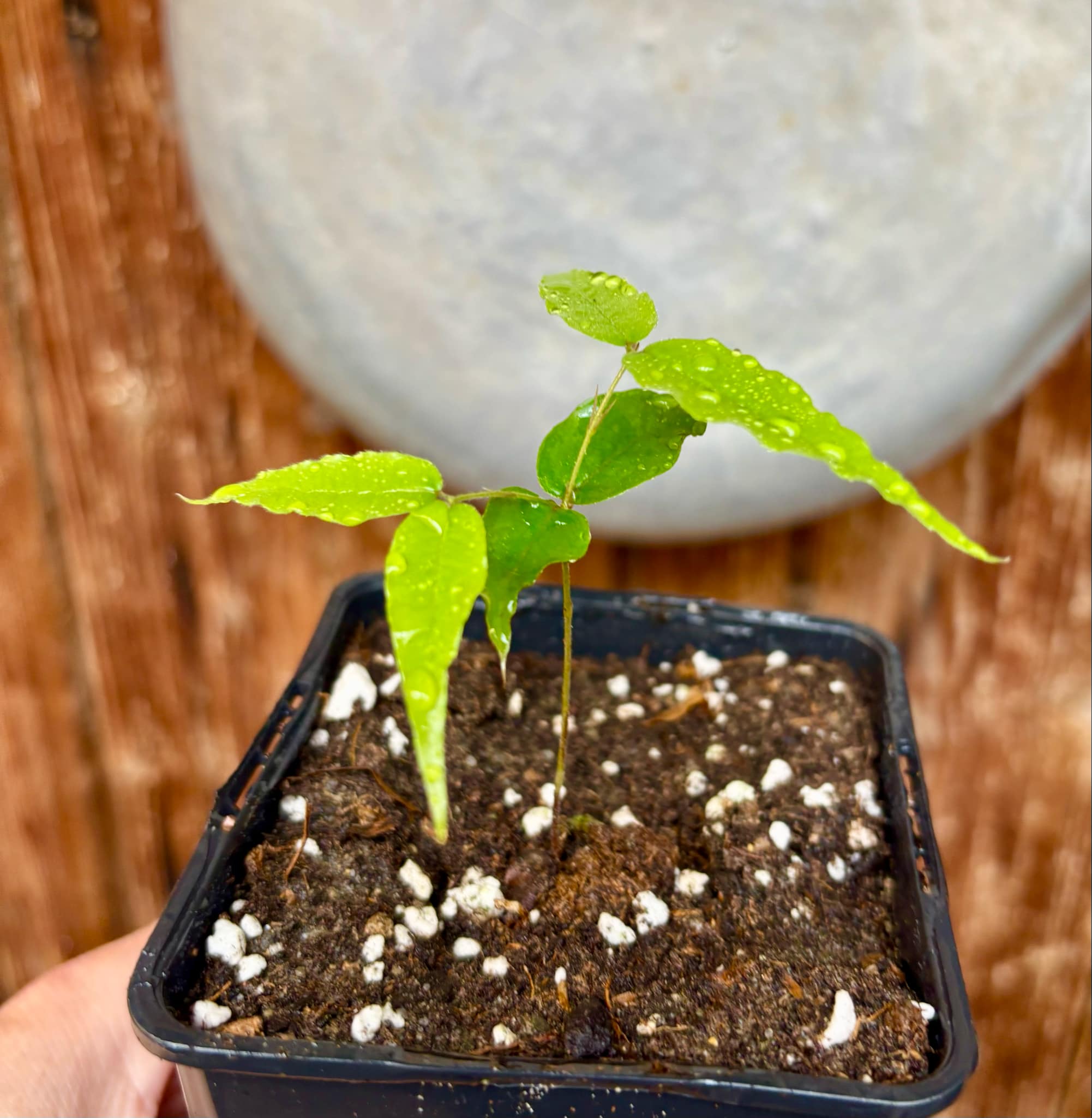 Plinia sp Dandara -  1 small potted seedling / 1 kleiner, getopfter Sämling