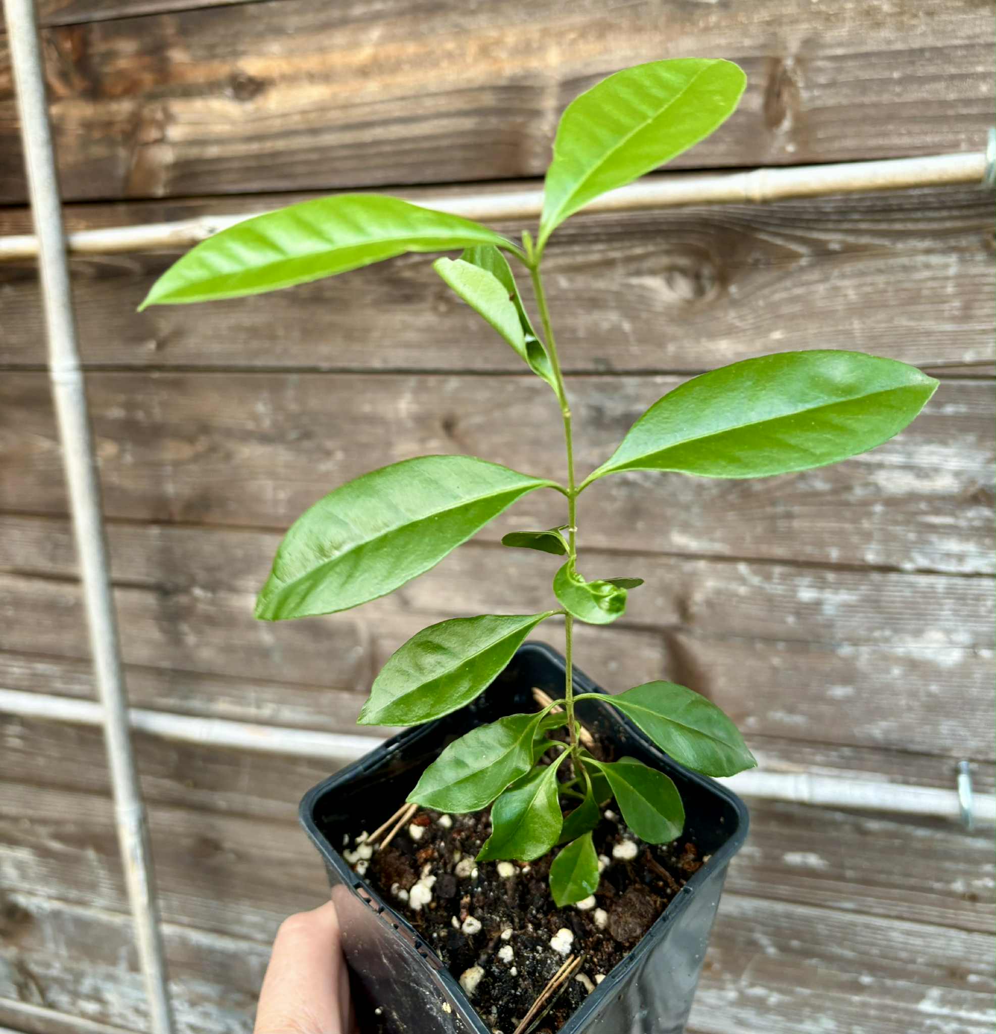 Psidium cattleyanum - Strawberry Guava  - 1 potted plant / 1 getopfte Pflanze