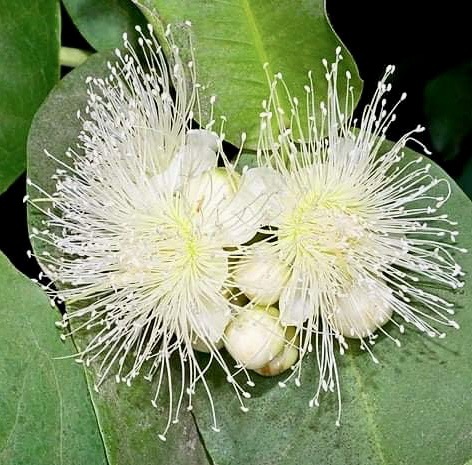 Syzygium aqueum - Water Apple - 1 rooted cutting - 1 bewurzelter Steckling
