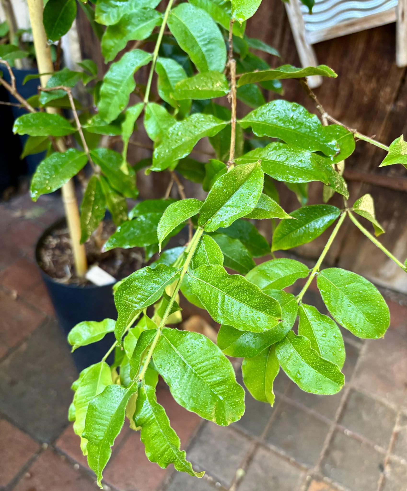 ready for fruits - Jaboticaba Escarlate / Scarlet  (Plinia aureana x Red Hybrid) - 1 potted plant / 1 getopfte Pflanze