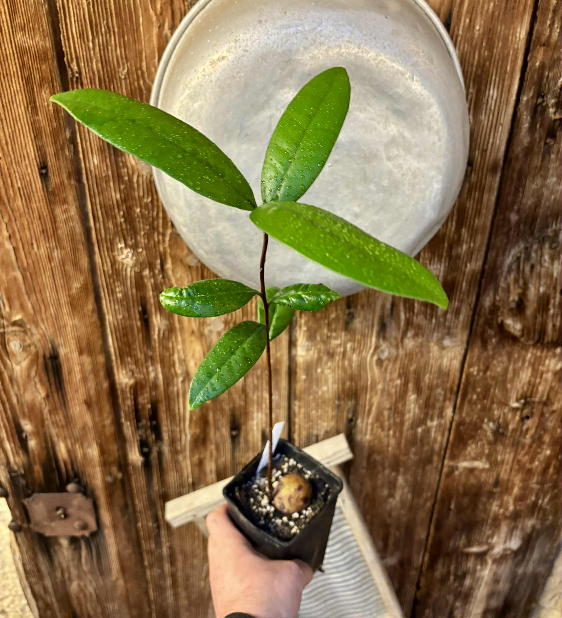 Eugenia sp Maca BIG -  1 potted seedling / 1 getopfter Sämling