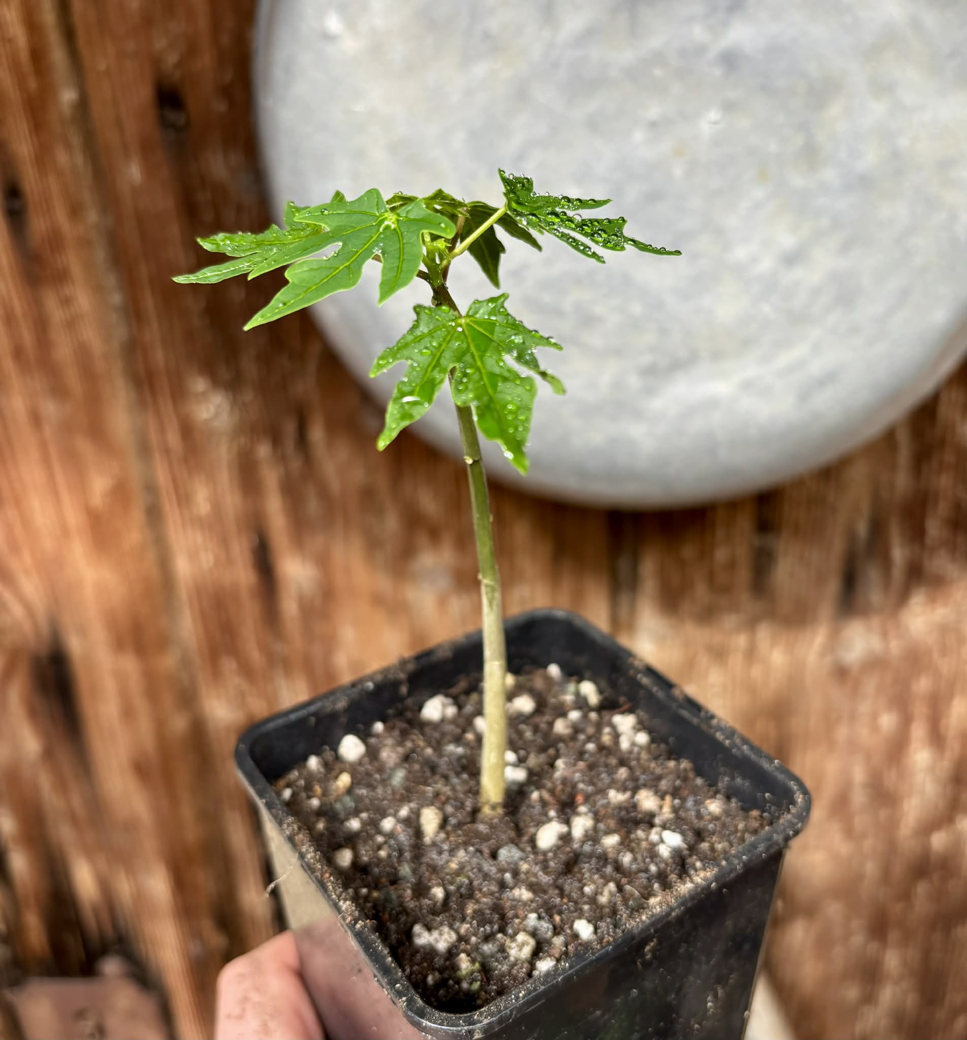 Red Holland Papaya (Carica papaya) - 1 small potted seedling / 1 kleiner, getopfter Sämling