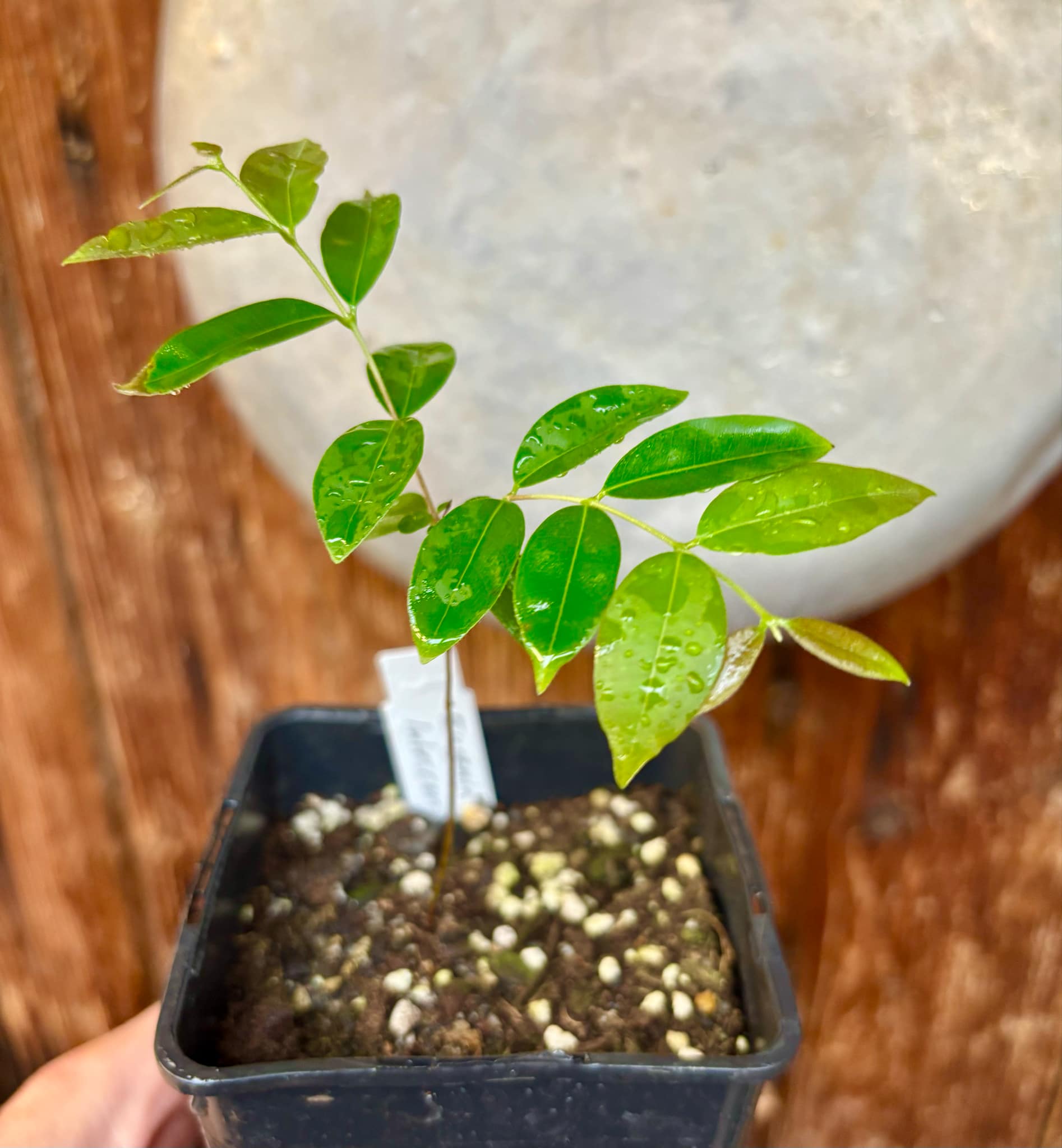 Uvaia do Campo - Eugenia lutescens -  1 small potted seedling / 1 kleiner, getopfter Sämling