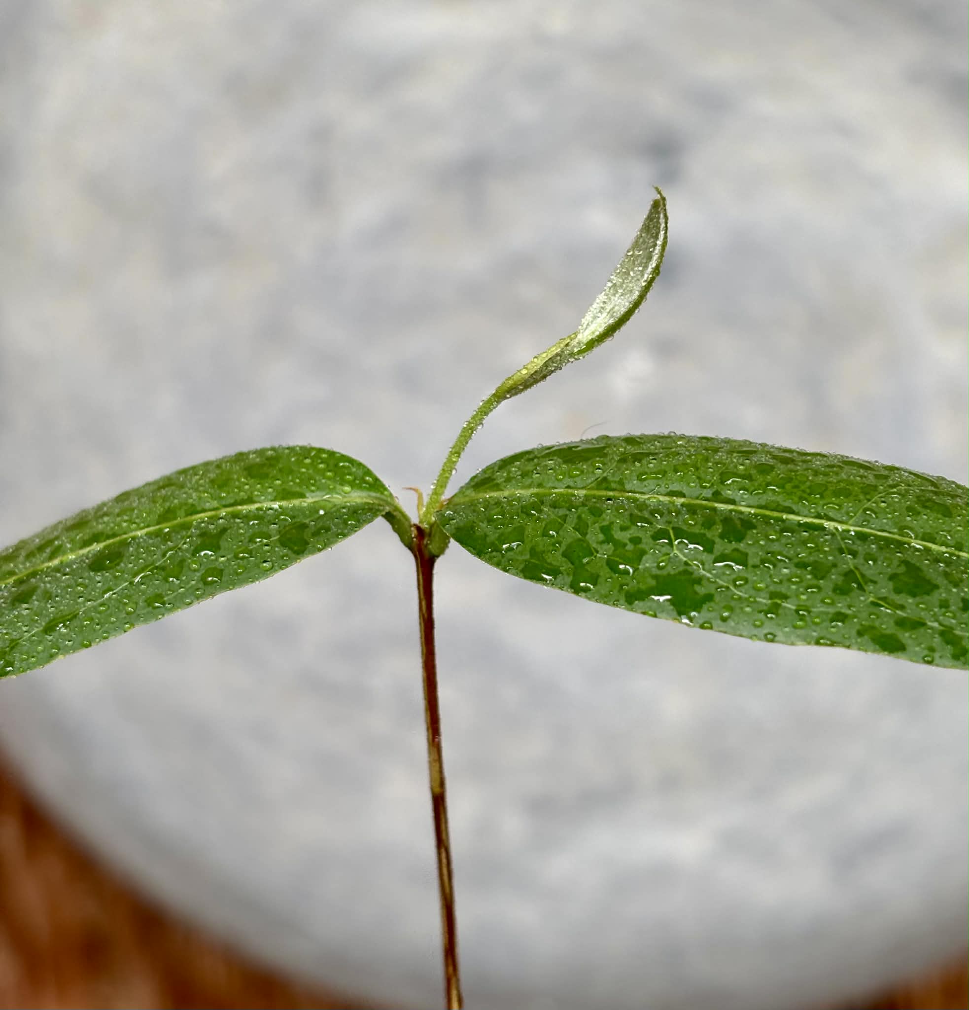 Eugenia sp amarela de Rondonia - 1 potted seedling / 1 getopfter Sämling