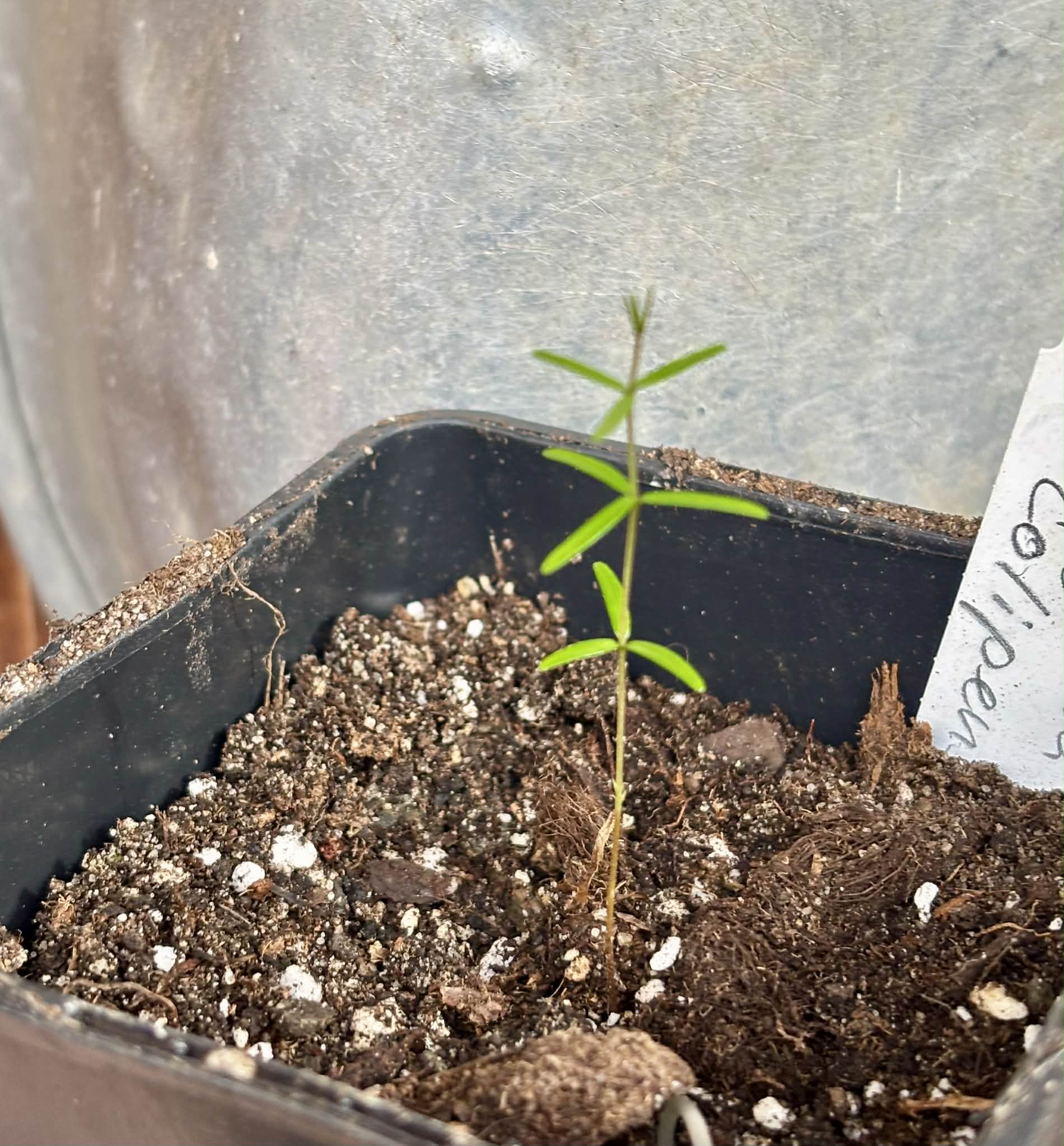 Eugenia colipensis - 1 potted seedling / 1 getopfter Sämling