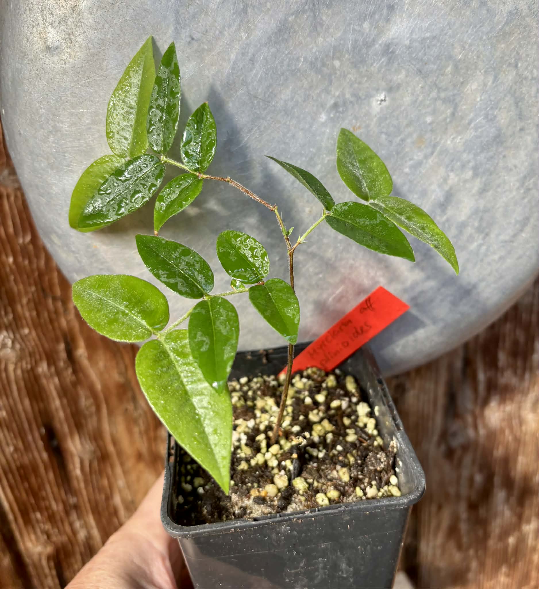 Myrciaria aff plinioides-  1 potted seedling / 1 getopfter Sämling