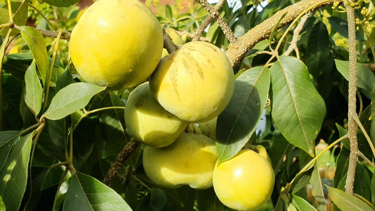 White Sapote var. Vernon (Casimiroa edulis) - 3 fresh seeds / 3 frische Samen