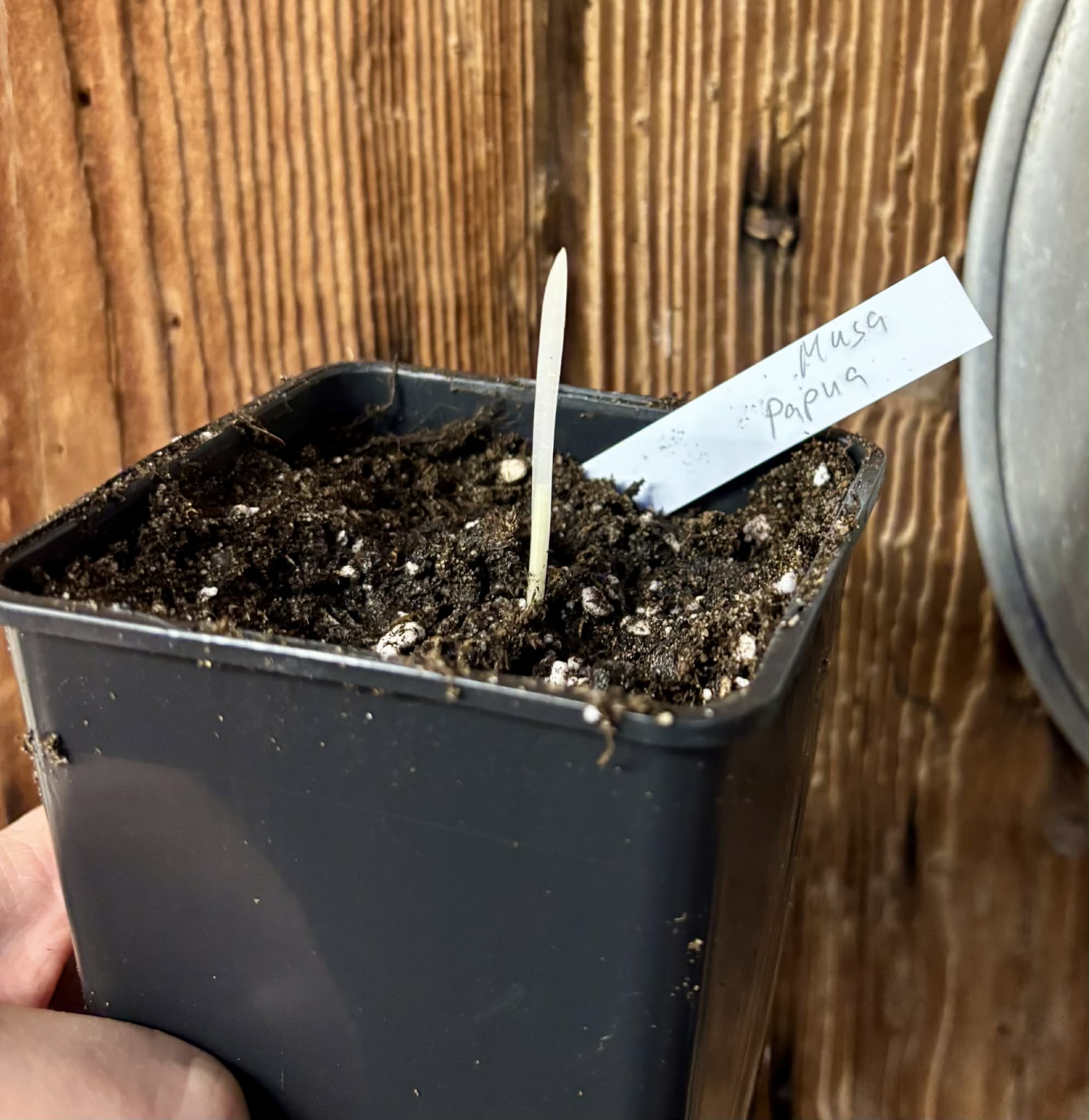 variegated - Musa acuminata Papua - 1 small potted seedling / 1 kleiner, getopfter Sämling