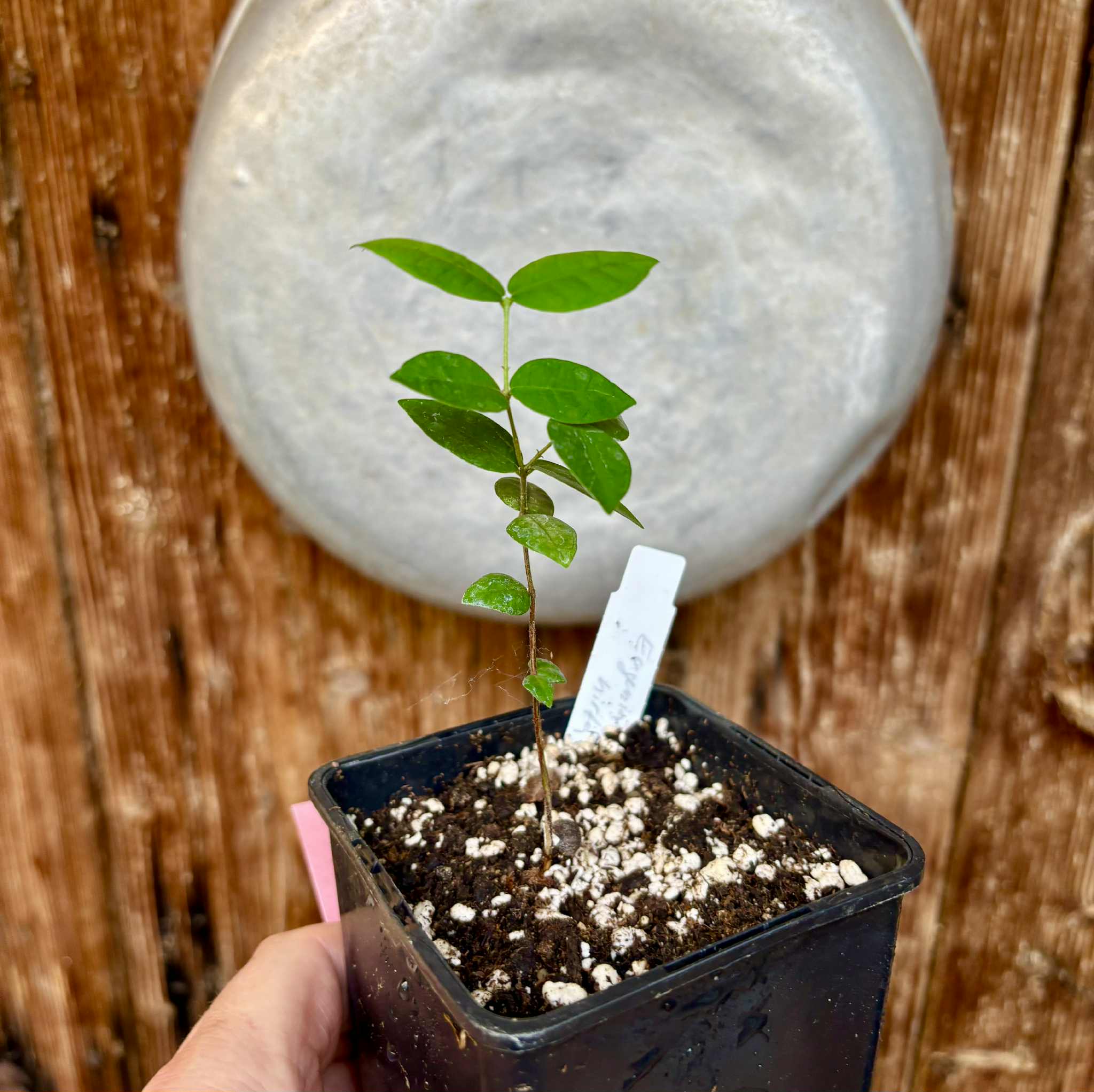 Eugenia hirta - 1 potted seedling/ 1 getopfter Sämling Eugenia hirta - 1 potted seedling/ 1 getopfter Sämling