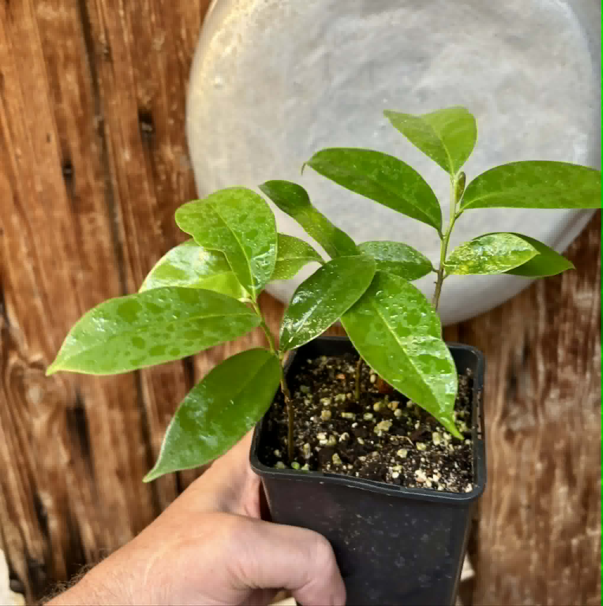3 in 1 pot - Annona muricata - Soursop / Stachelannone - 3 seedlings in one pot / 3 Sämlinge in einem Topf 