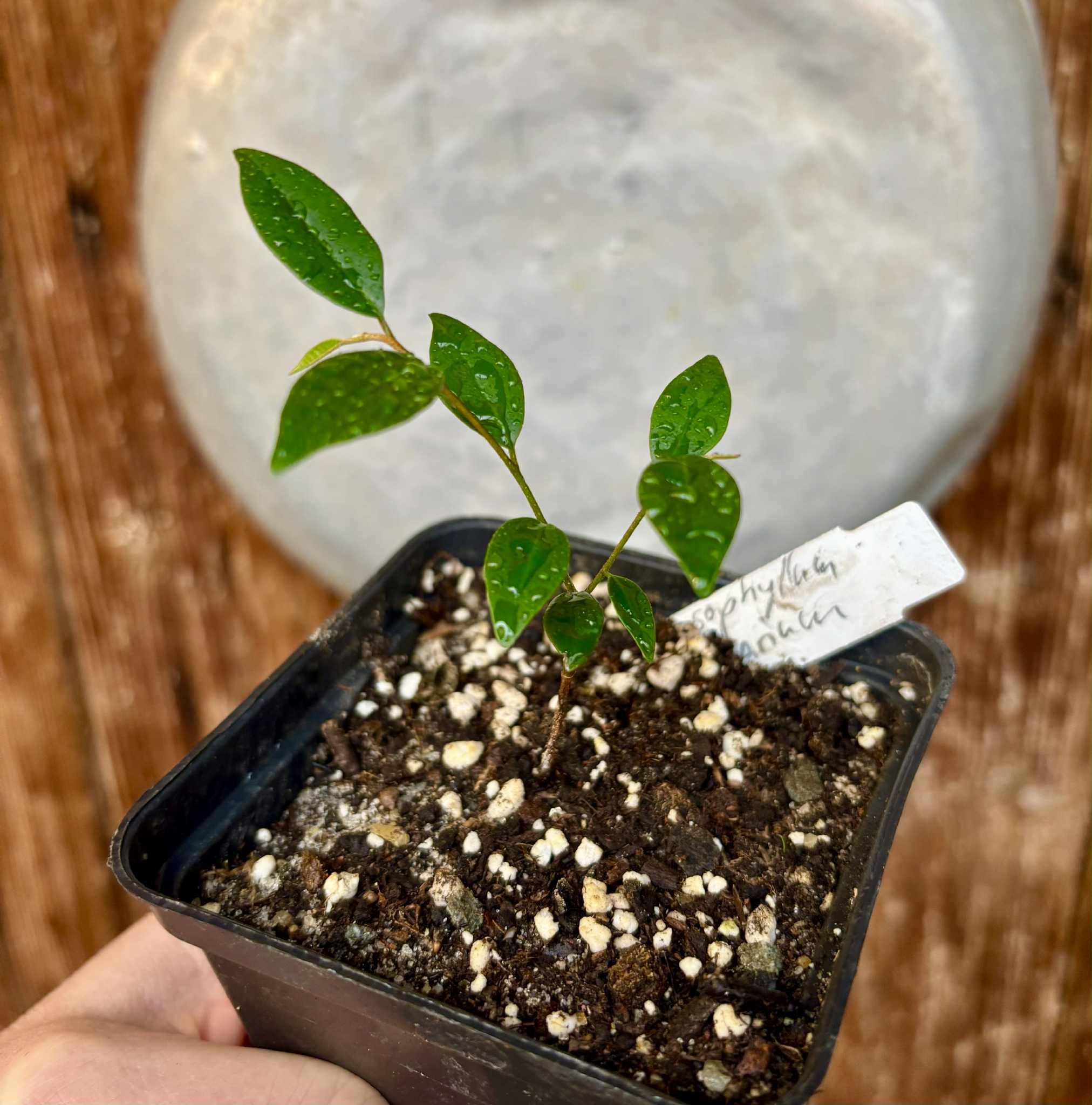 Chrysophyllum arenarium - Ameixa do Nordeste - 1 potted plant / 1 getopfte Pflanze