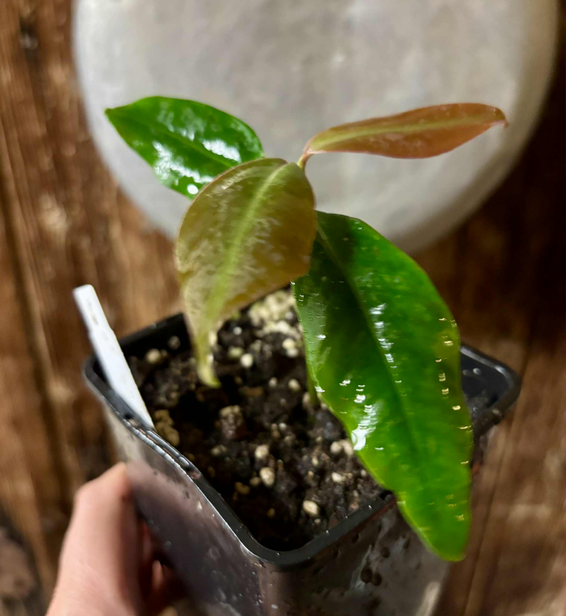 Stylogyne cauliflora - 1 potted seedling / 1 getopfter Sämling