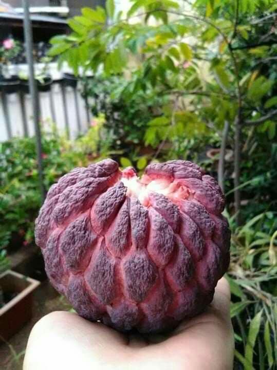 Red Annona squamosa - 1 fresh seed / 1 frischer Samen