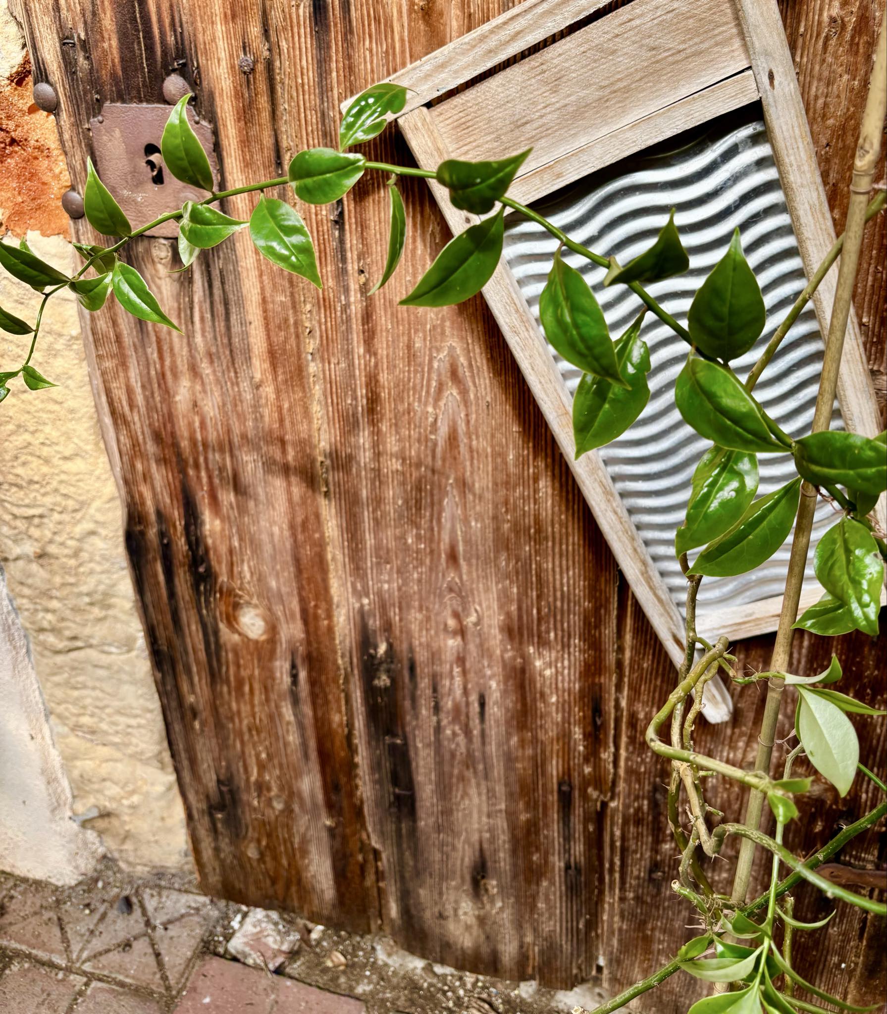 1.2m plant - Barbados Gooseberry - Pereskia aculeata - 1 potted plant / 1 getopfte Pflanze 1.2m plant - Barbados Gooseberry - Pereskia aculeata - 1 potted plant / 1 getopfte Pflanze