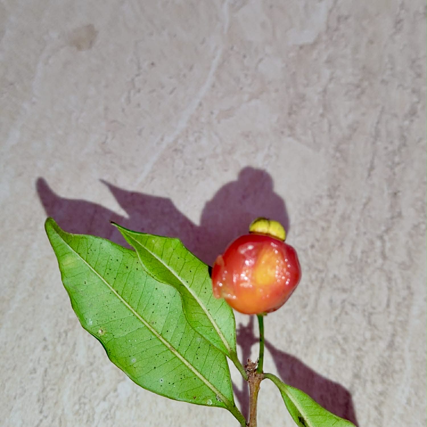 Pre Order - Eugenia sp. Pitanga Itobira -  1 fresh seed / 1 frischer Samen